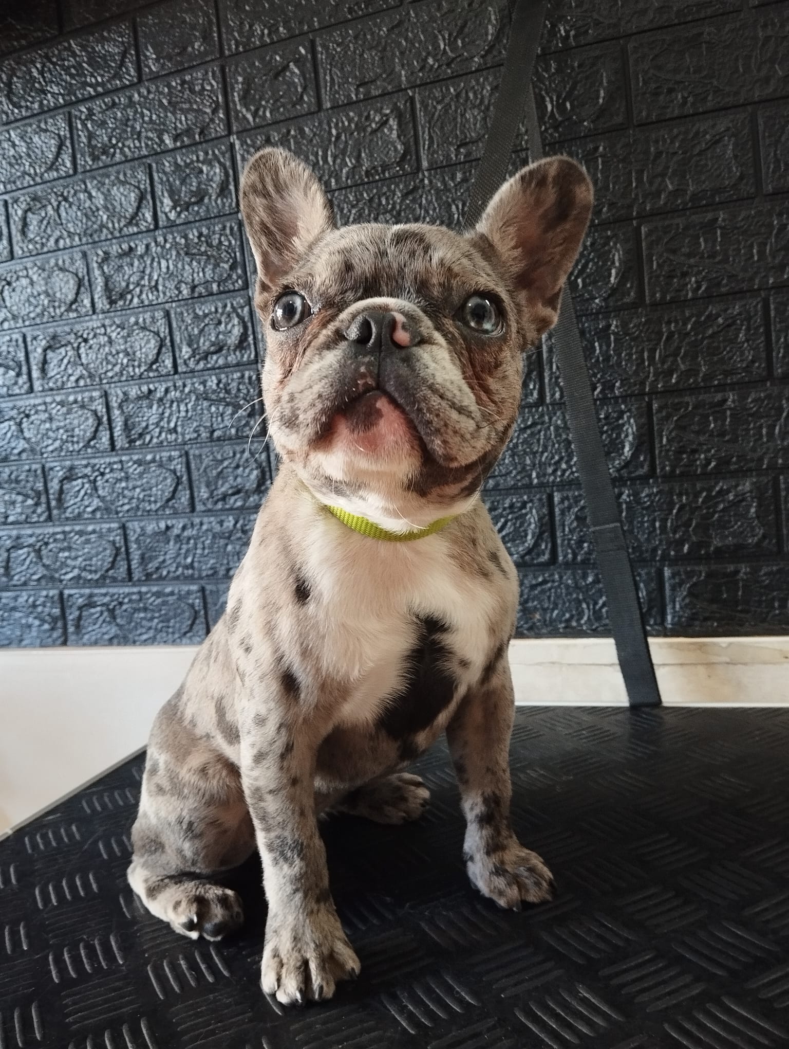 Corte profesional Bulldog Francés