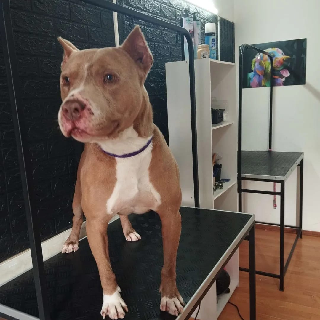 Corte profesional Pitbull - Karitos Pets