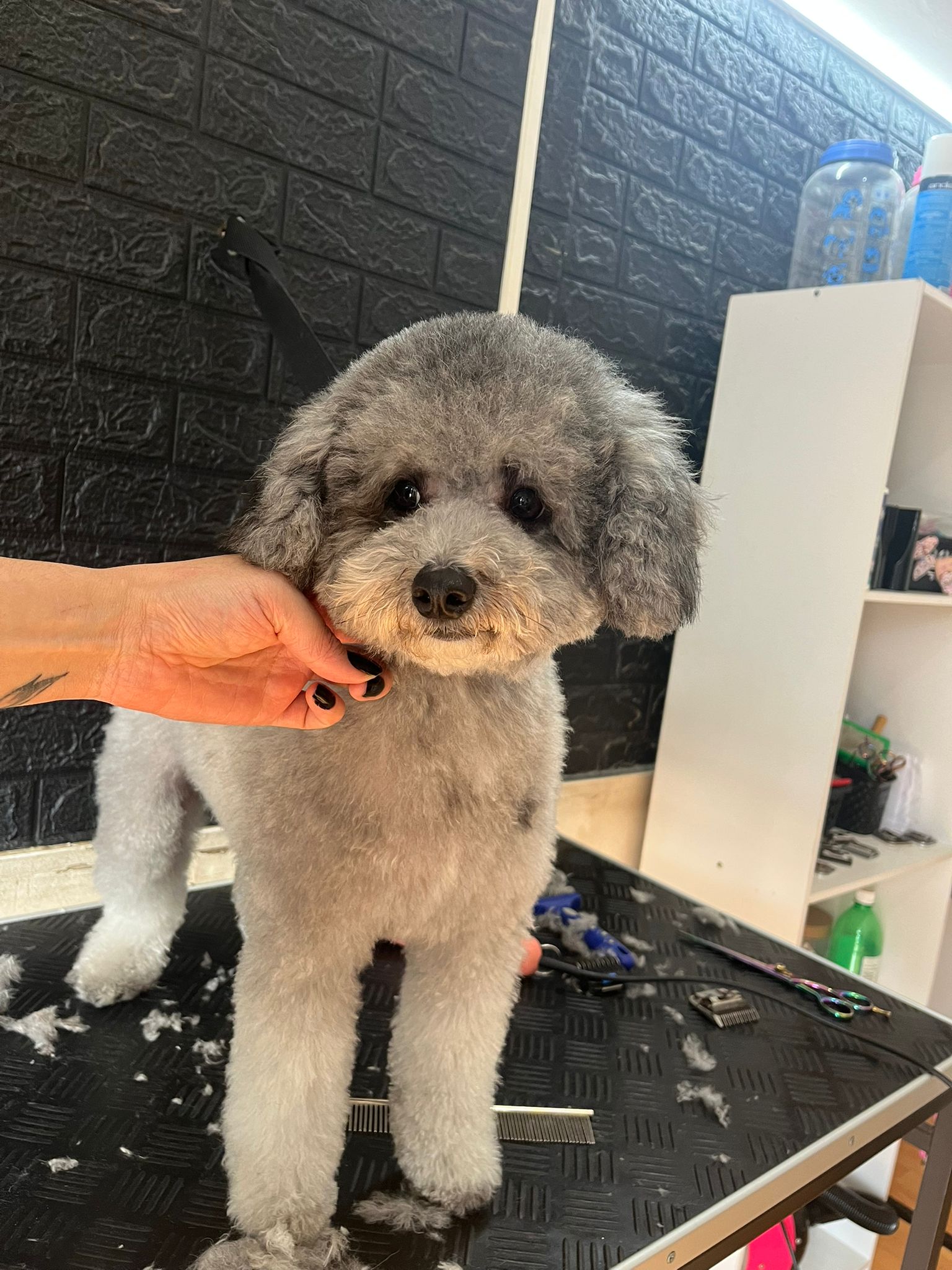 Corte profesional Caniche gris