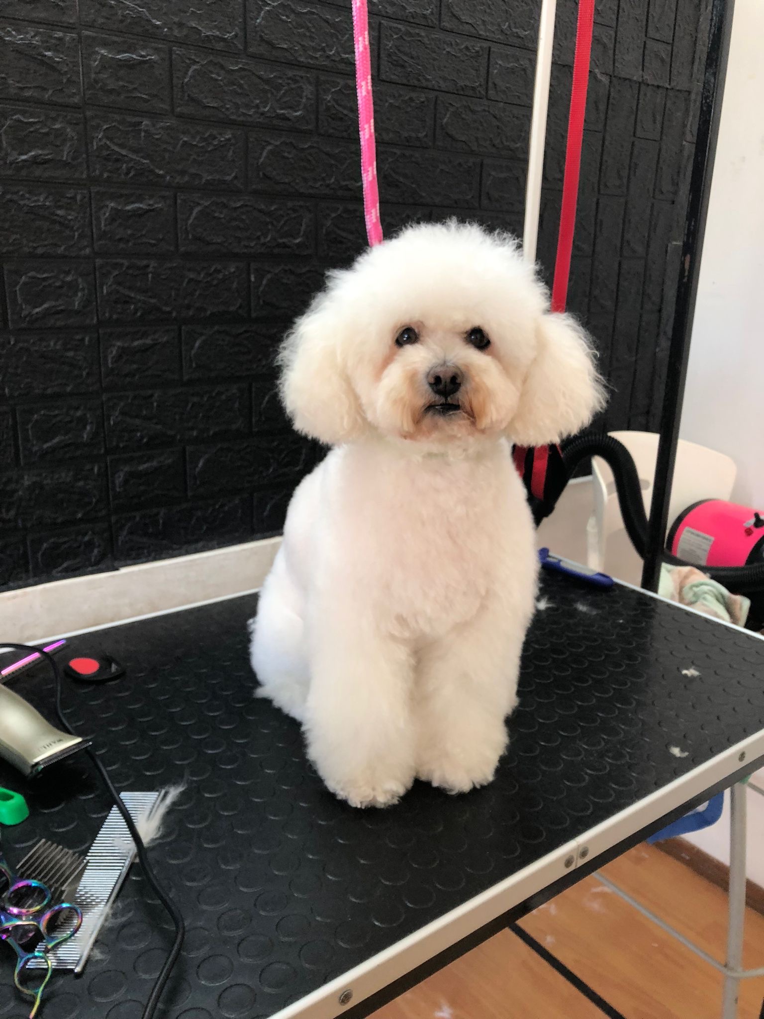 Corte profesional Caniche - Karitos Pets