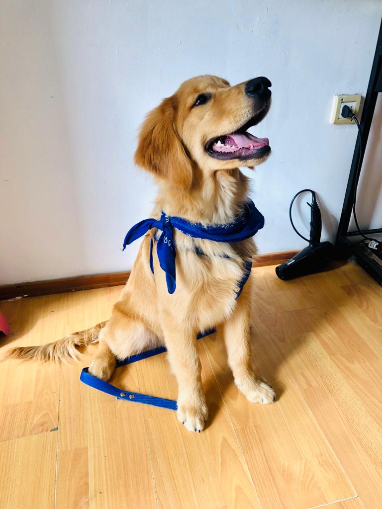 Corte profesional Golden Retriever