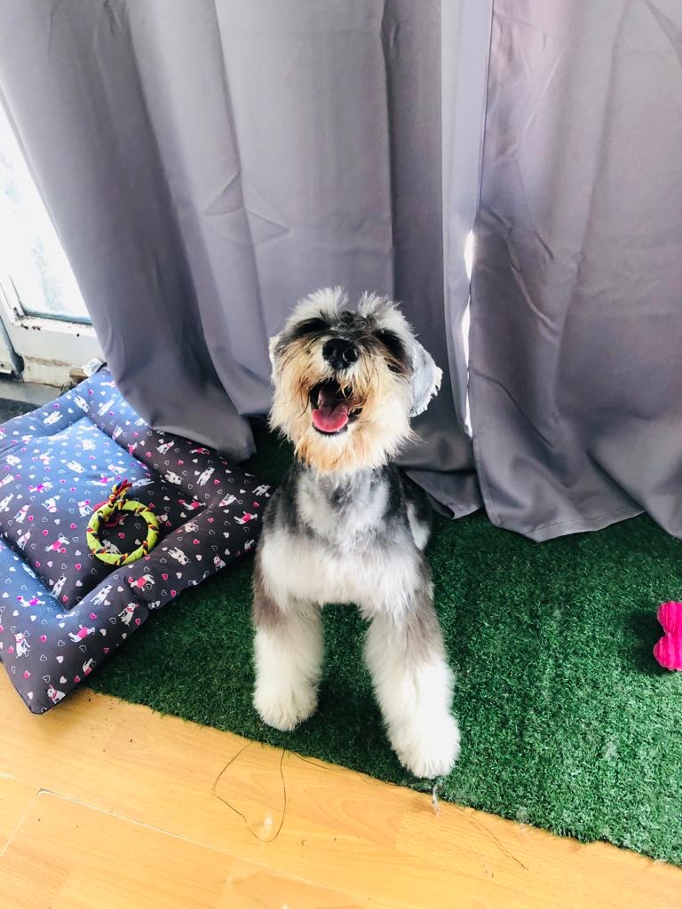 Corte profesional Schnauzer