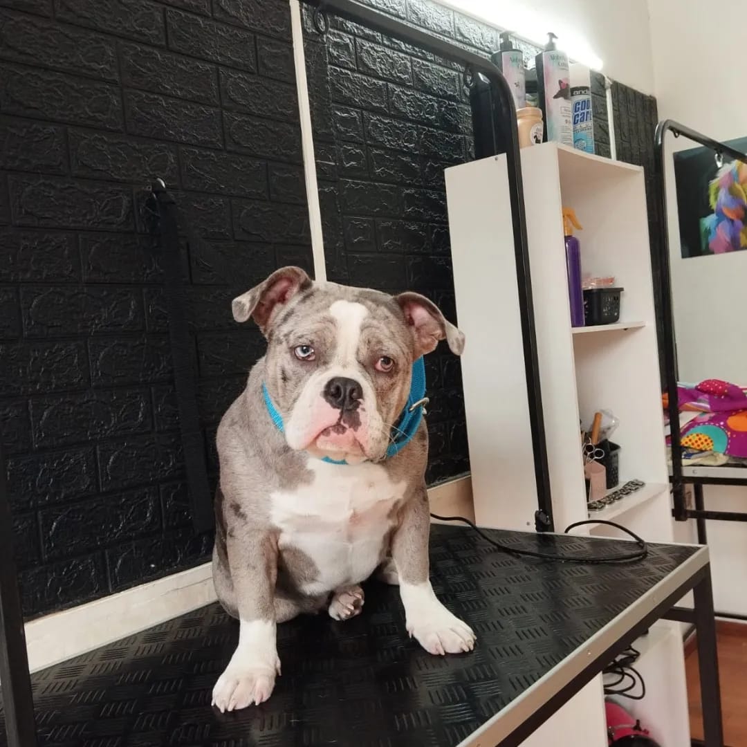 Trabajo realizado Bulldog - Karitos Pets