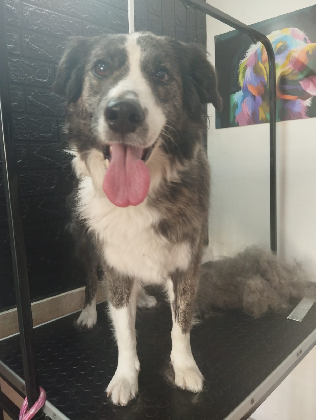 Trabajo realizado estética canina - Karitos Pets