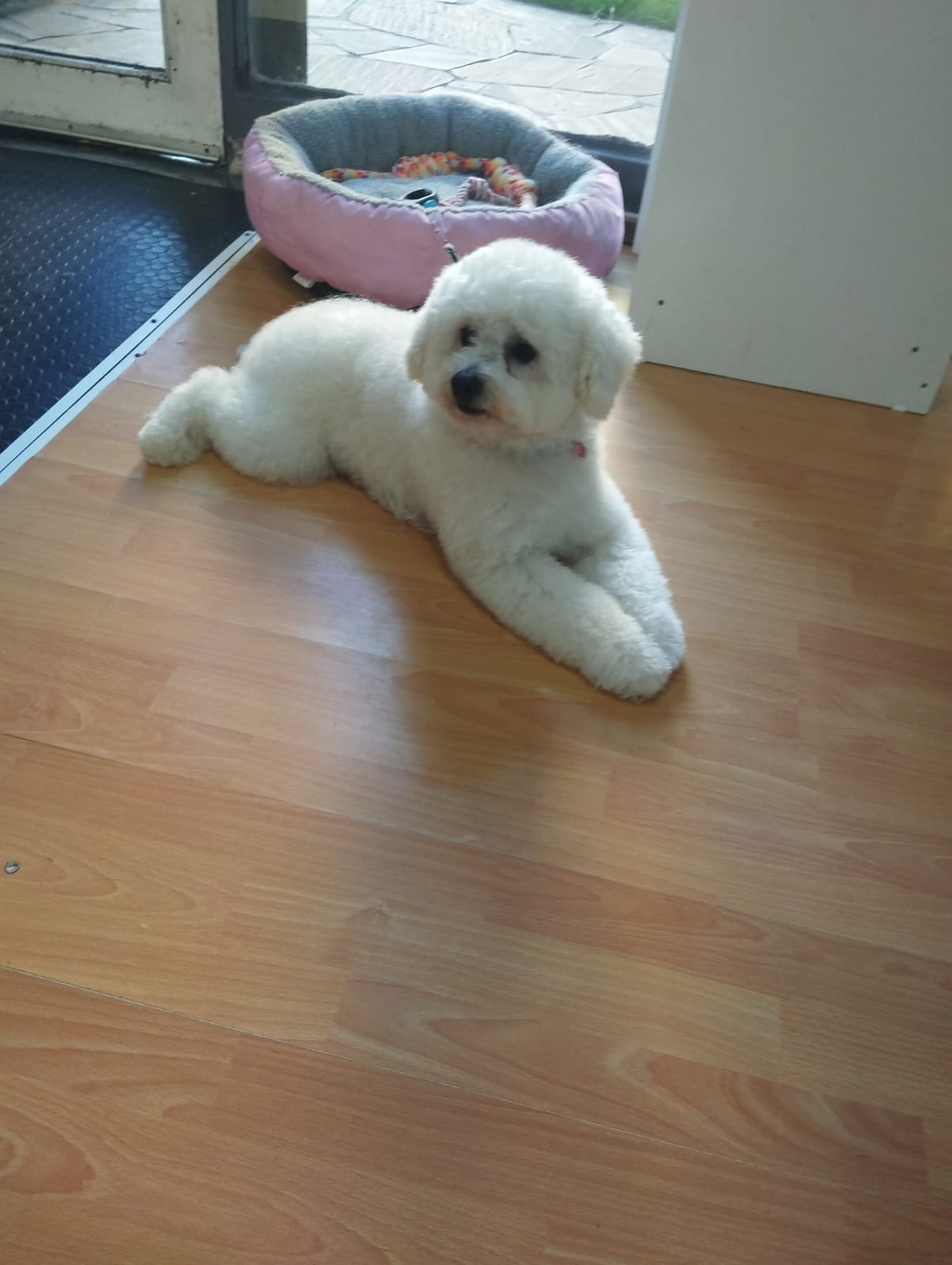 Trabajo realizado grooming - Karitos Pets