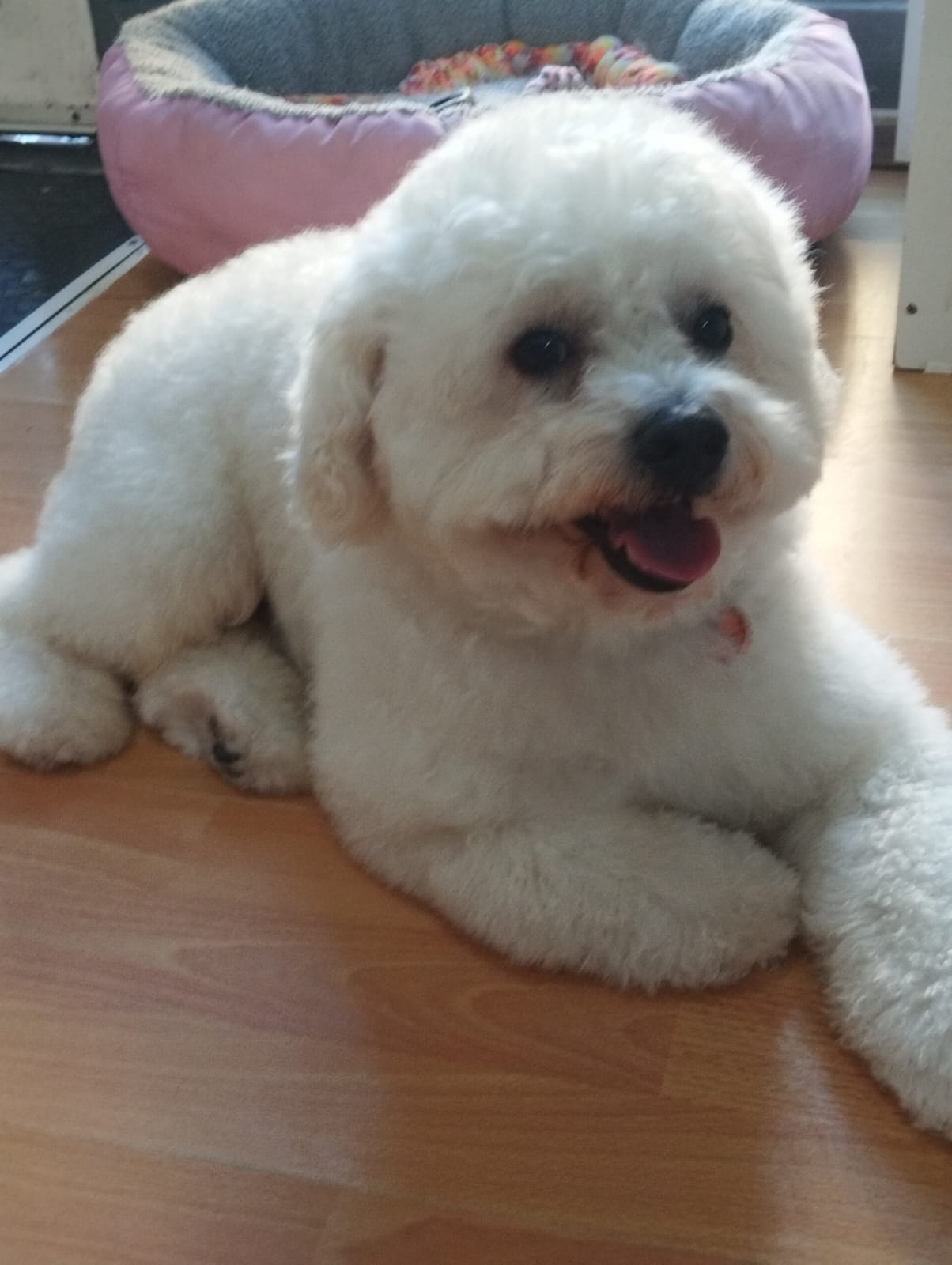 Trabajo realizado corte profesional - Karitos Pets
