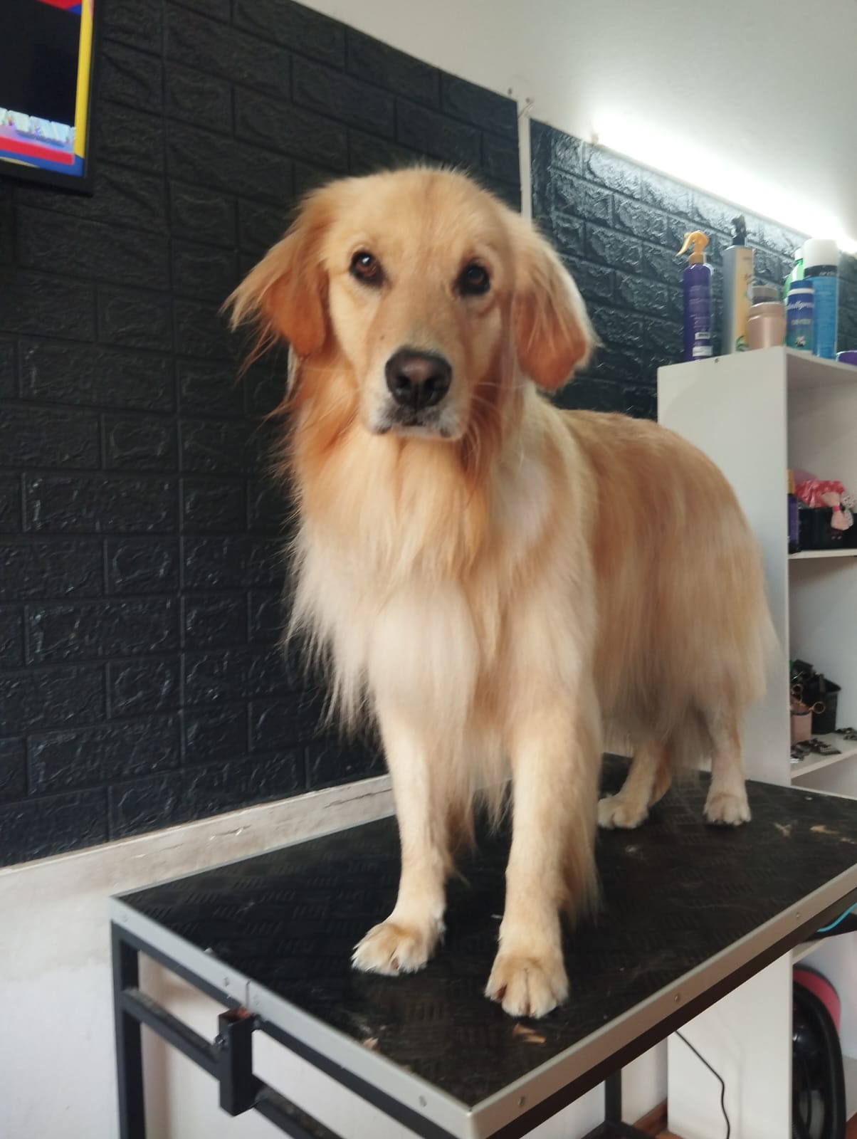 Trabajo realizado baño canino - Karitos Pets