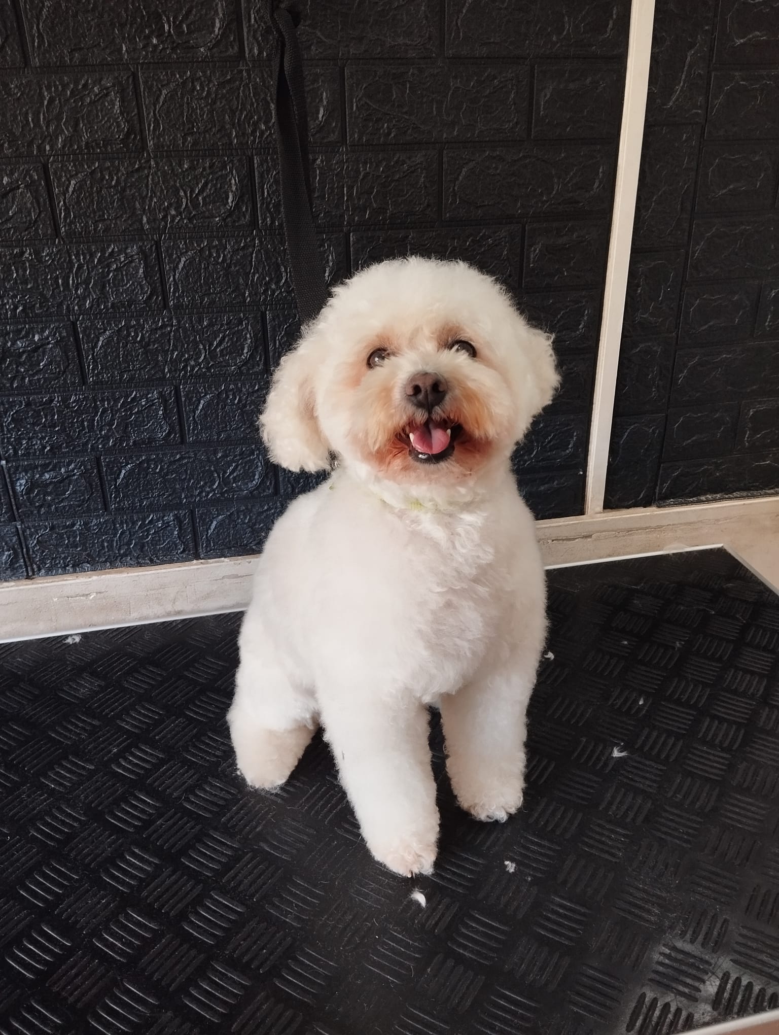 Trabajo realizado estética canina - Karitos Pets