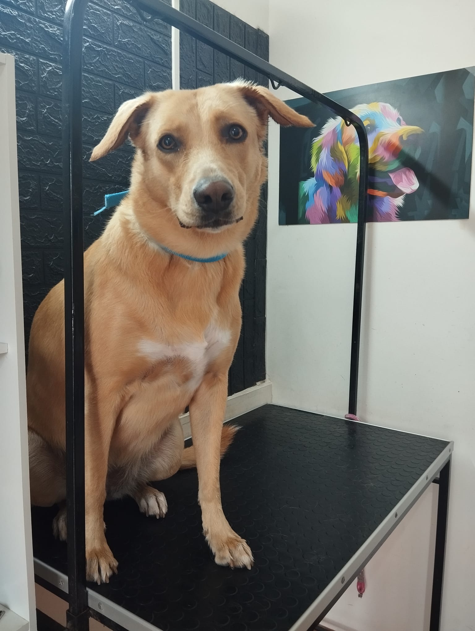 Trabajo realizado grooming profesional - Karitos Pets