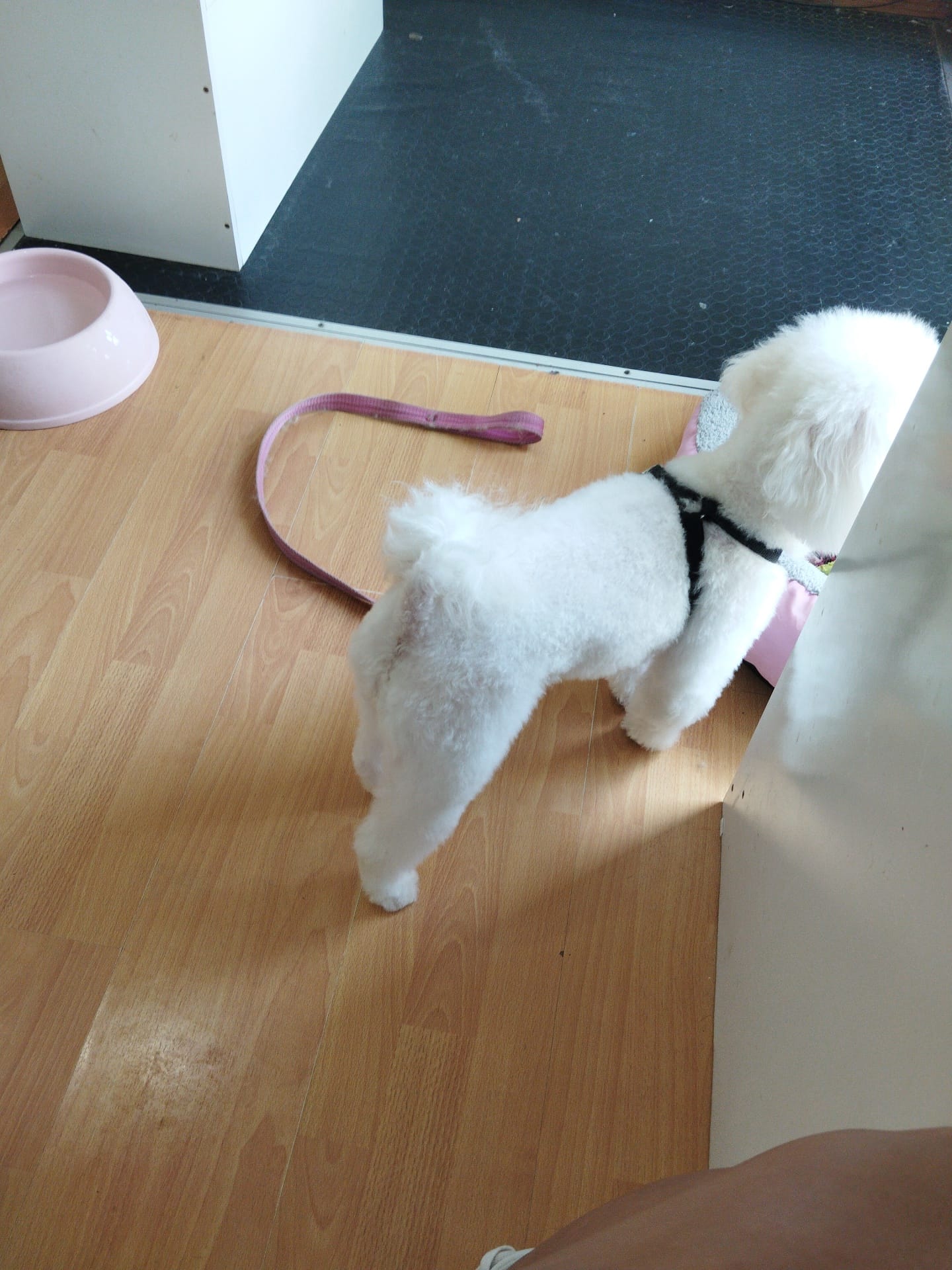 Trabajo realizado cuidado canino - Karitos Pets