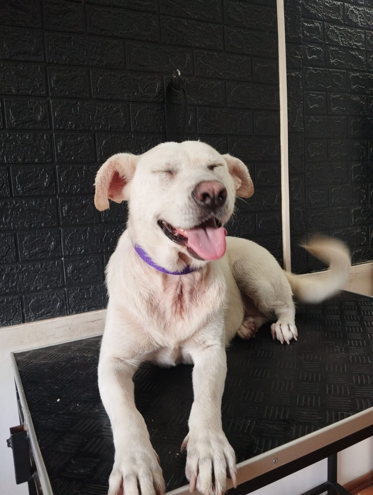 Trabajo realizado estética profesional - Karitos Pets