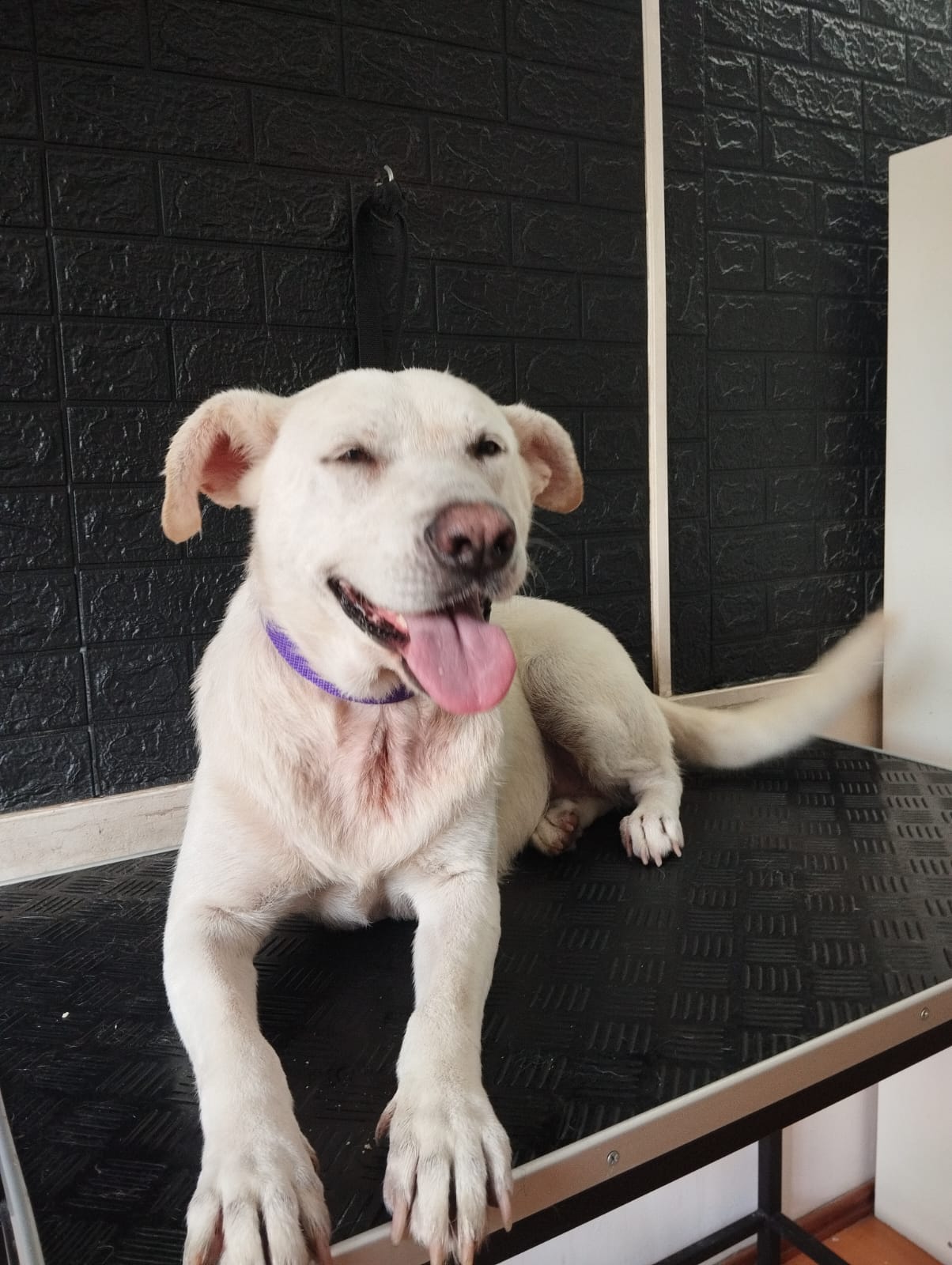 Trabajo realizado grooming canino - Karitos Pets