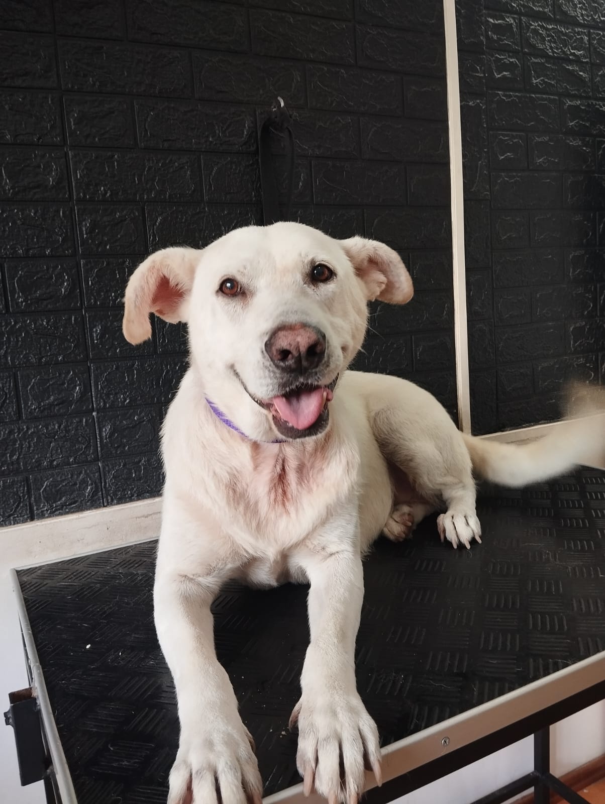 Trabajo realizado baño profesional - Karitos Pets