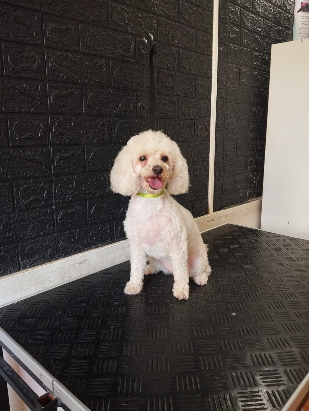 Trabajo realizado corte especializado - Karitos Pets