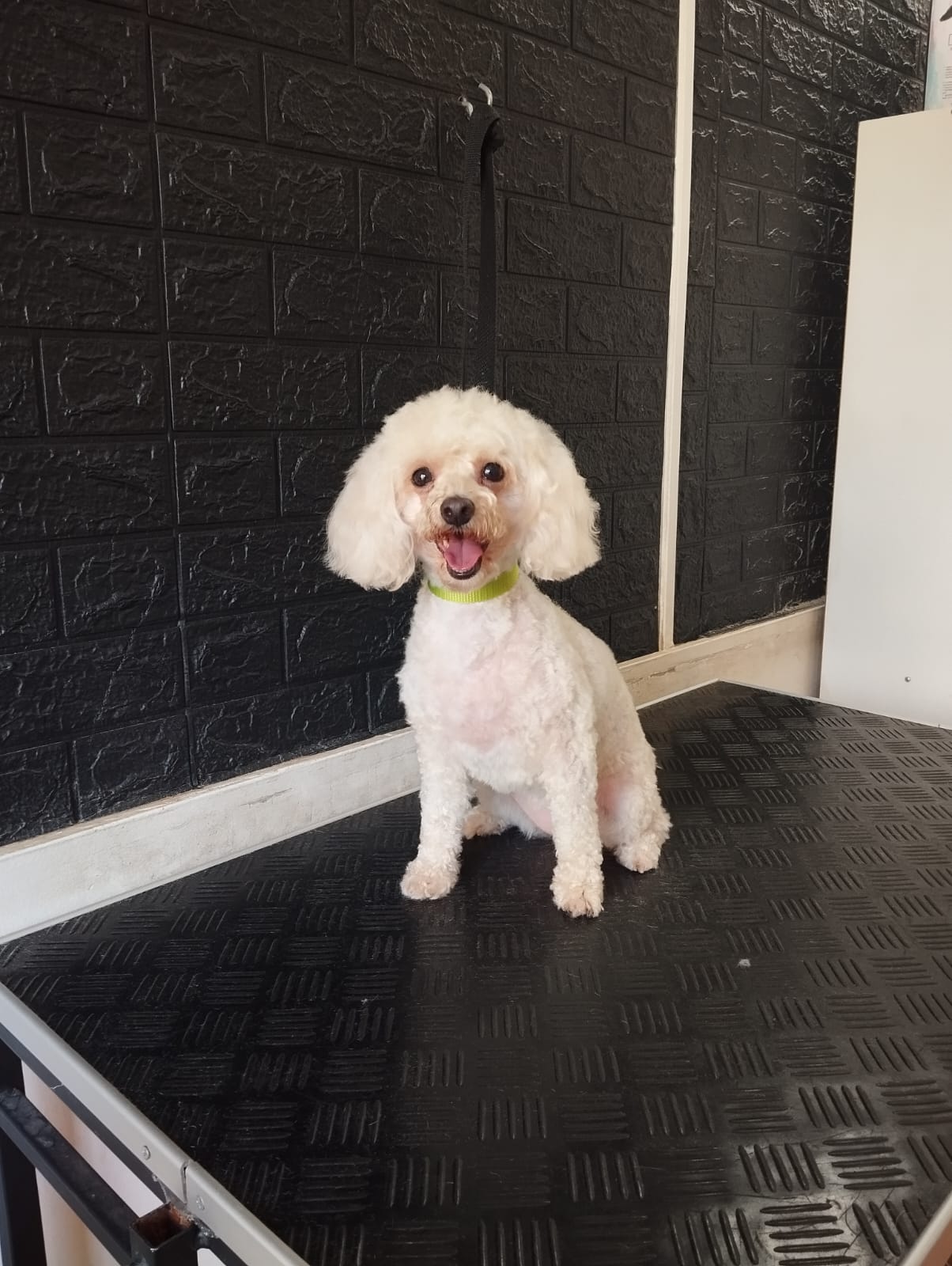 Trabajo realizado estética canina - Karitos Pets