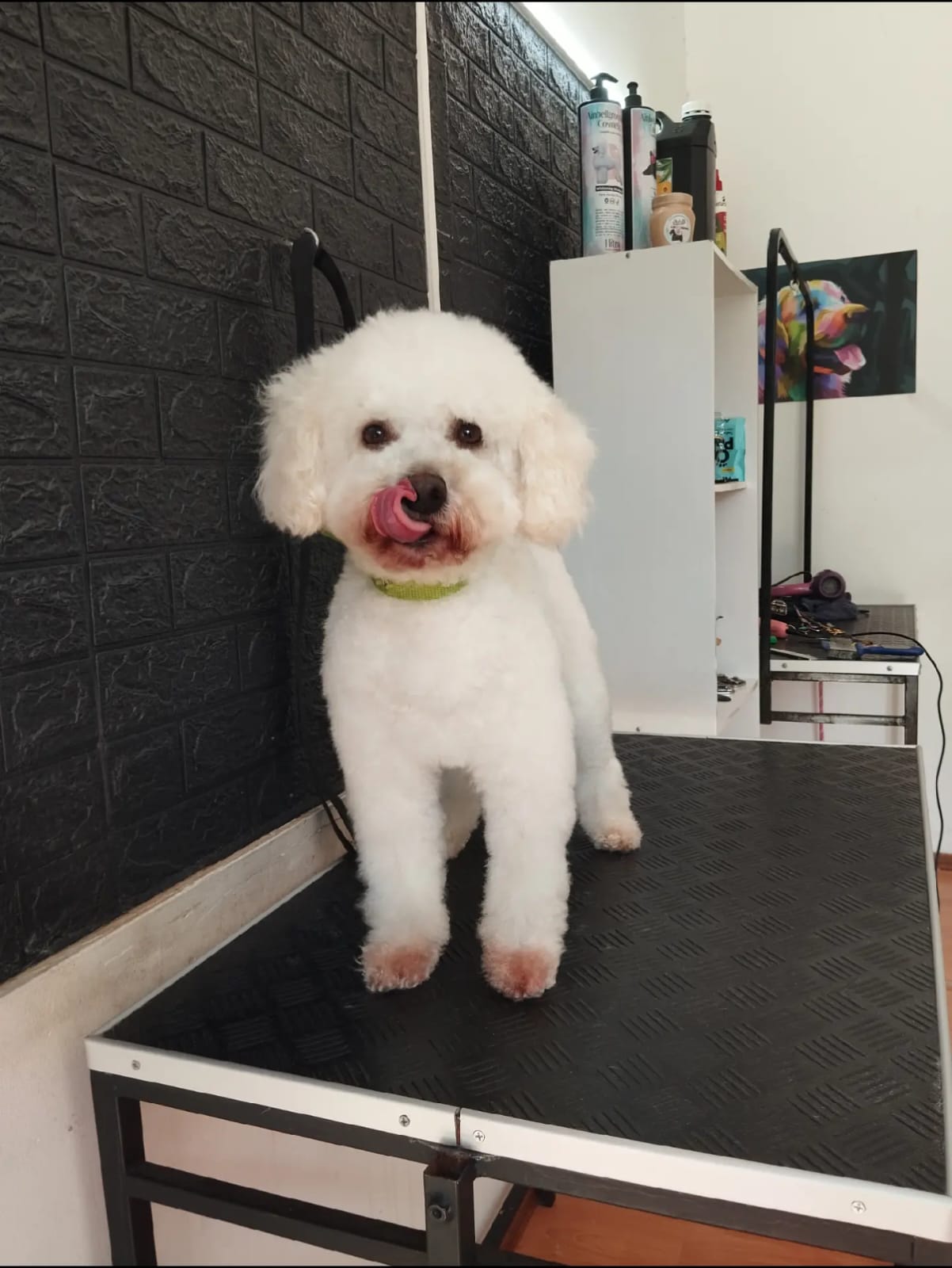 Trabajo realizado grooming - Karitos Pets