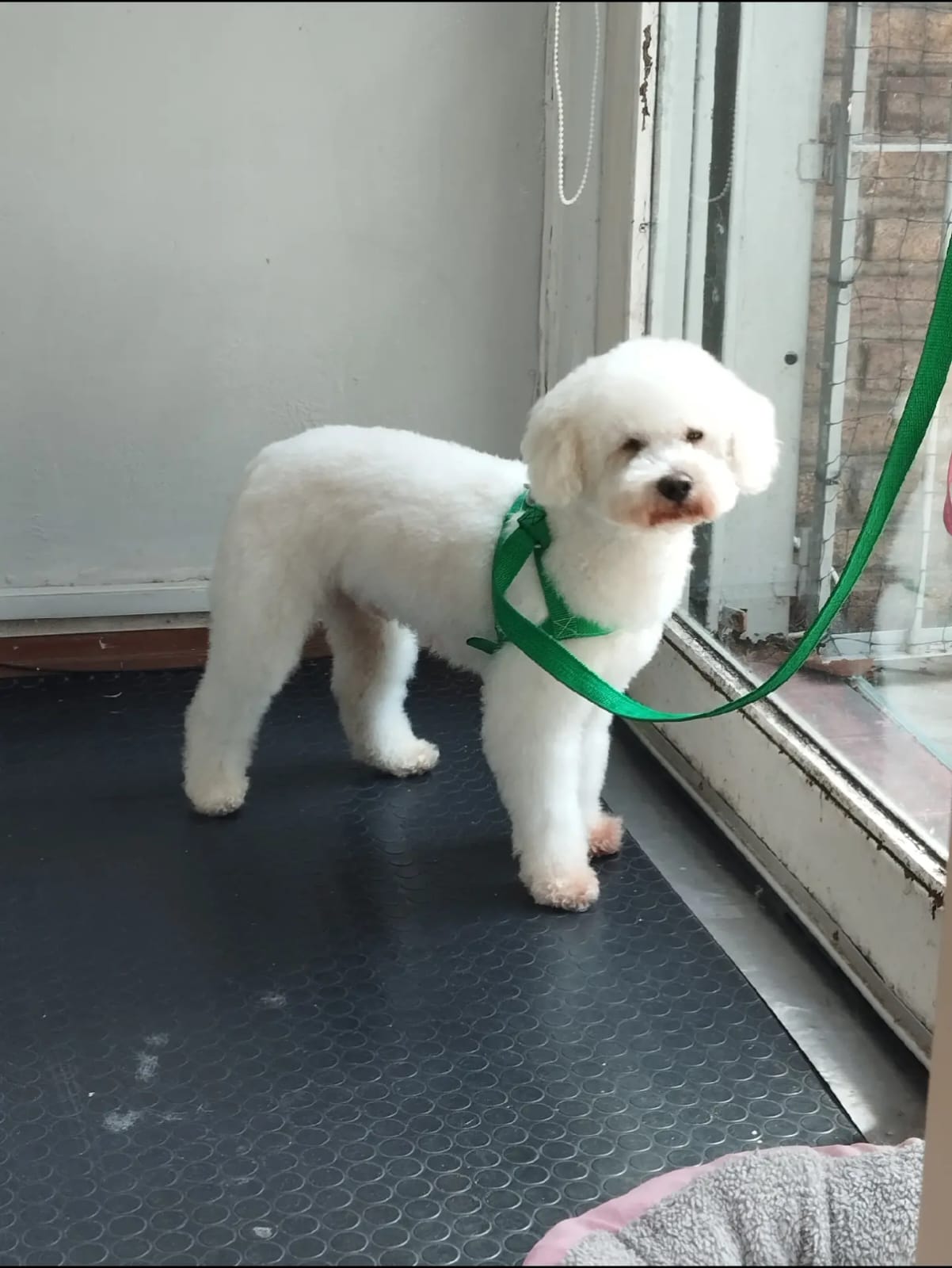 Trabajo realizado cuidado integral - Karitos Pets