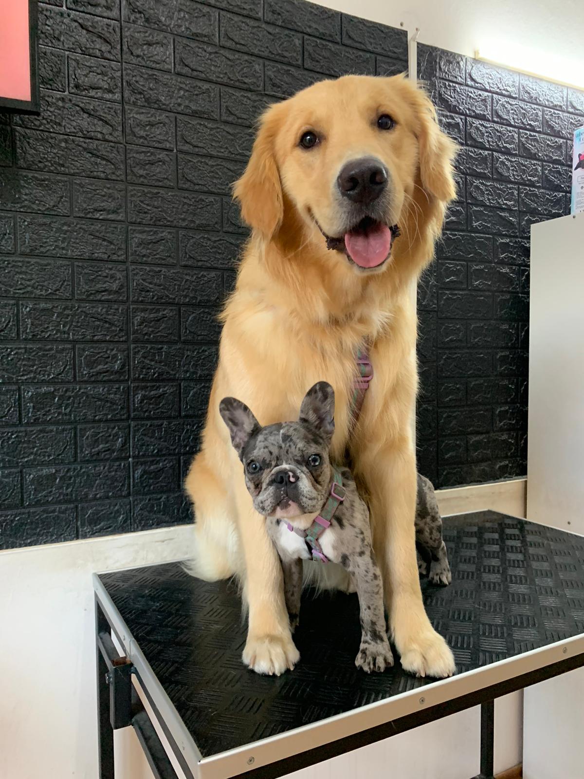 Trabajo realizado estética canina - Karitos Pets