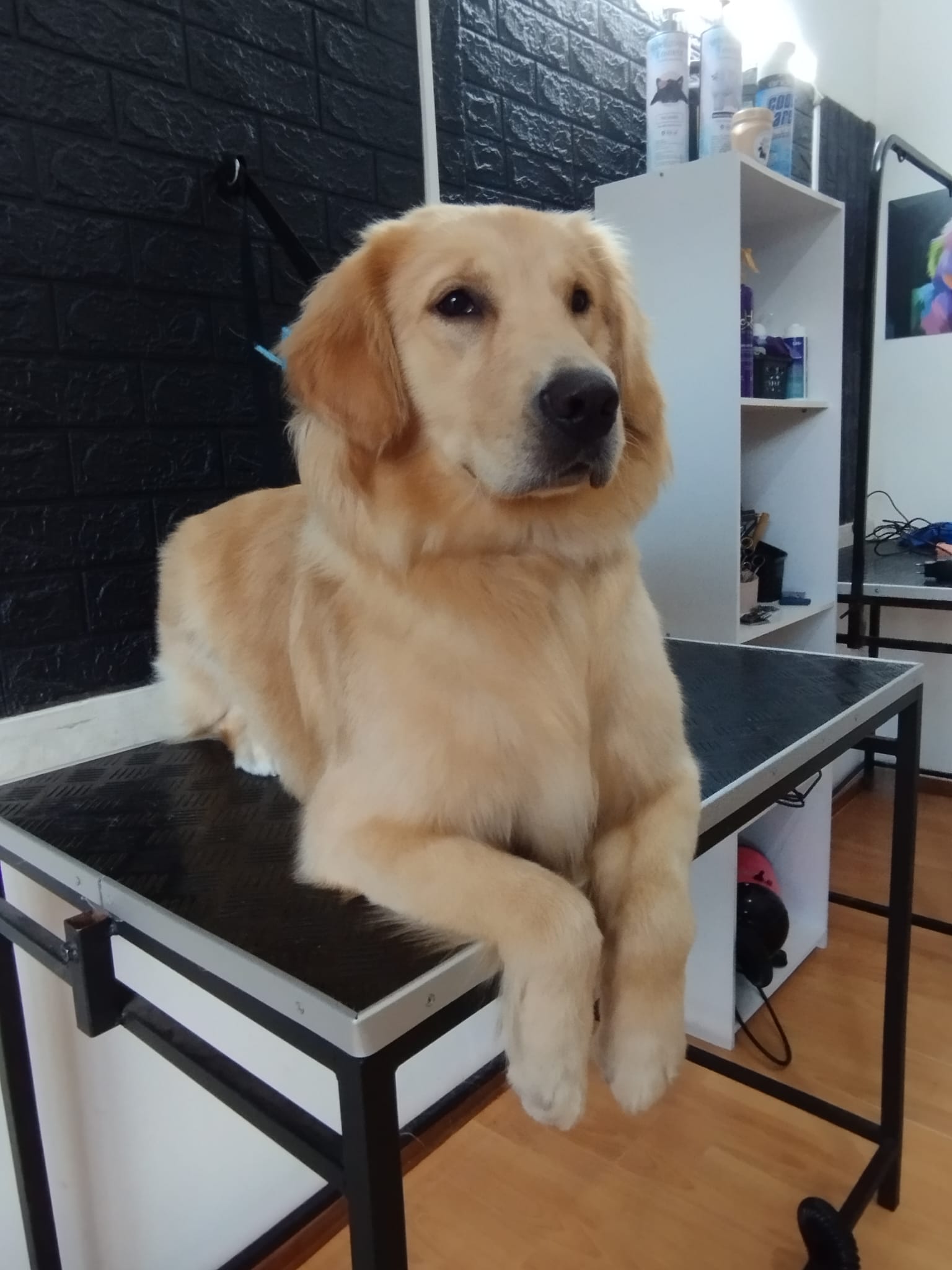 Trabajo realizado grooming profesional - Karitos Pets