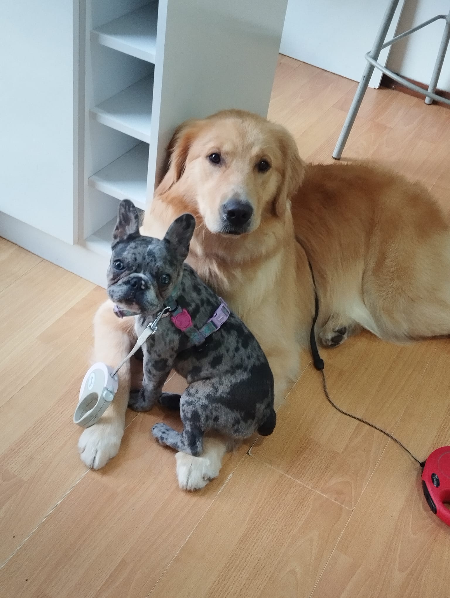 Trabajo realizado corte de pelo - Karitos Pets