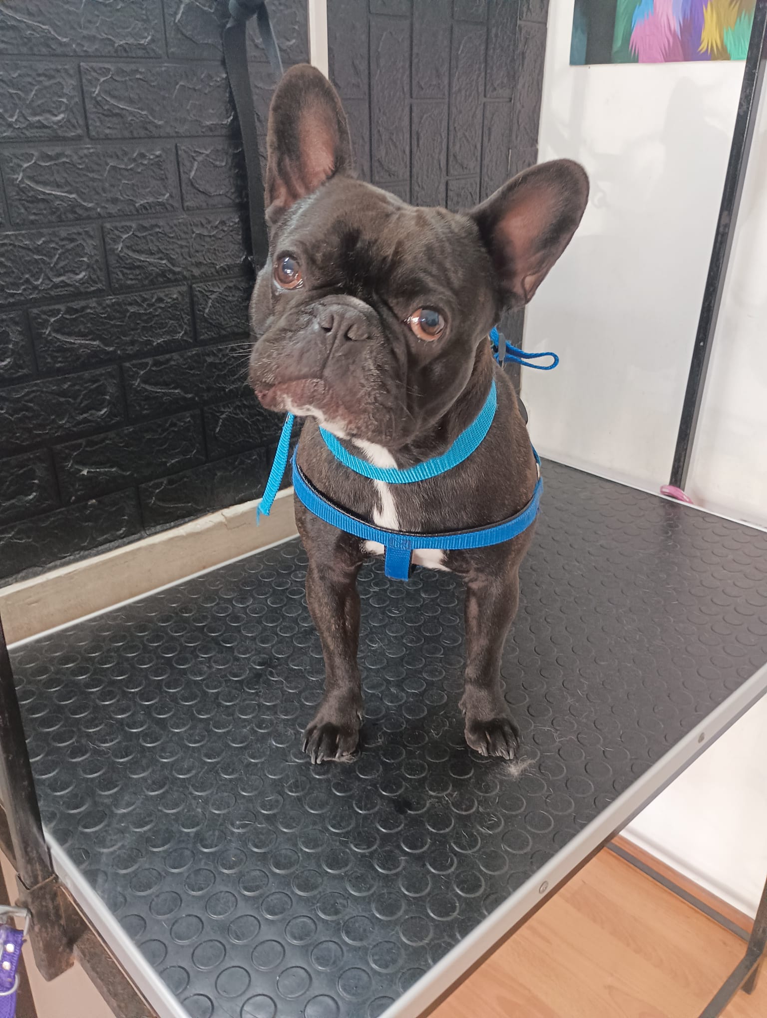 Trabajo realizado baño canino - Karitos Pets