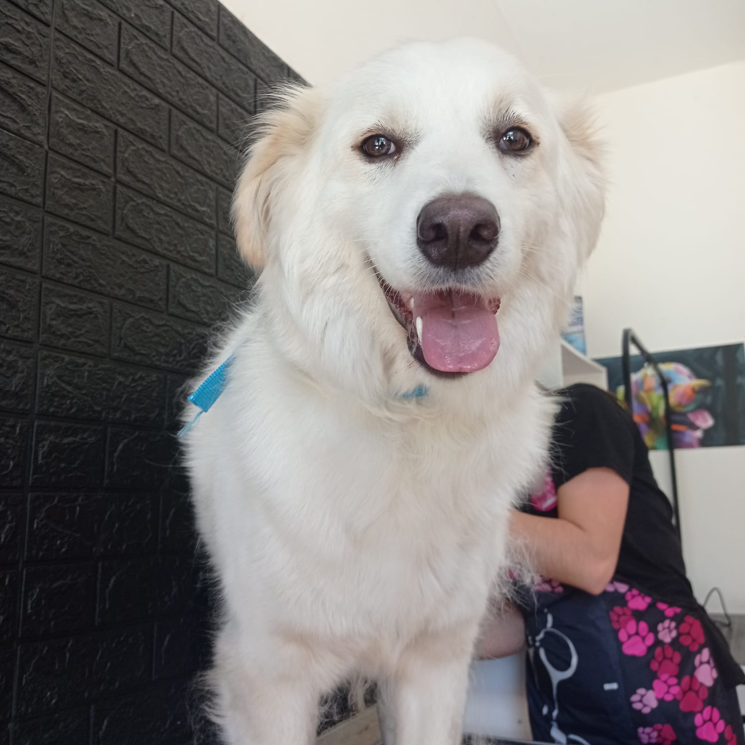 Trabajo realizado estética profesional - Karitos Pets