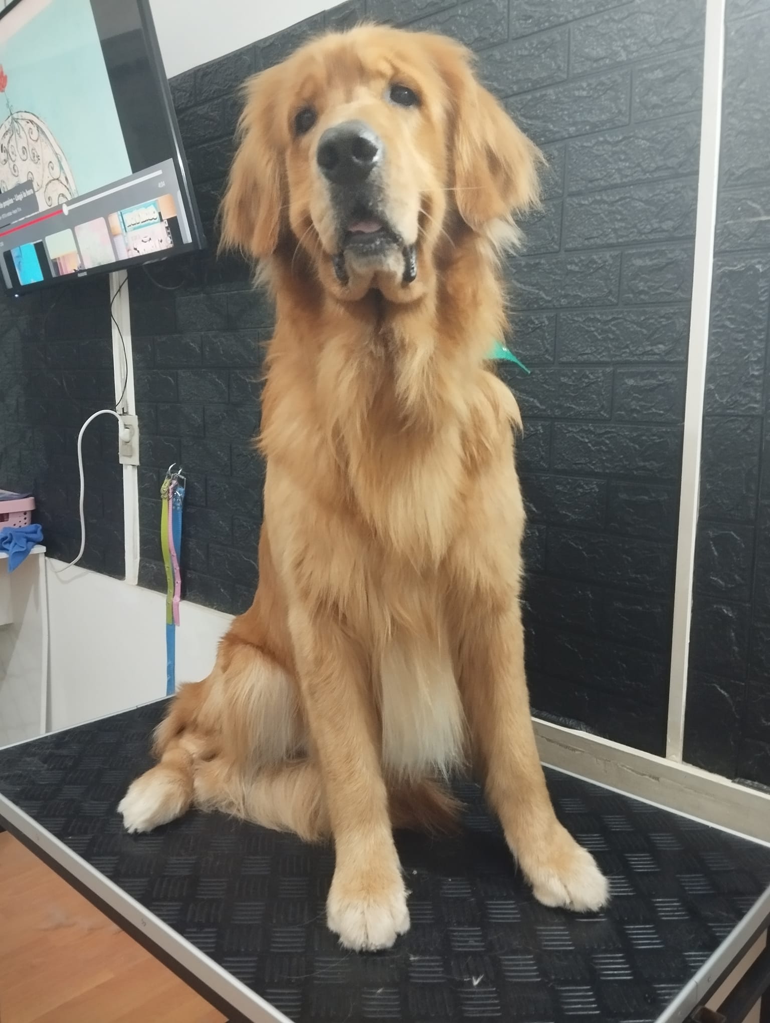 Trabajo realizado grooming canino - Karitos Pets