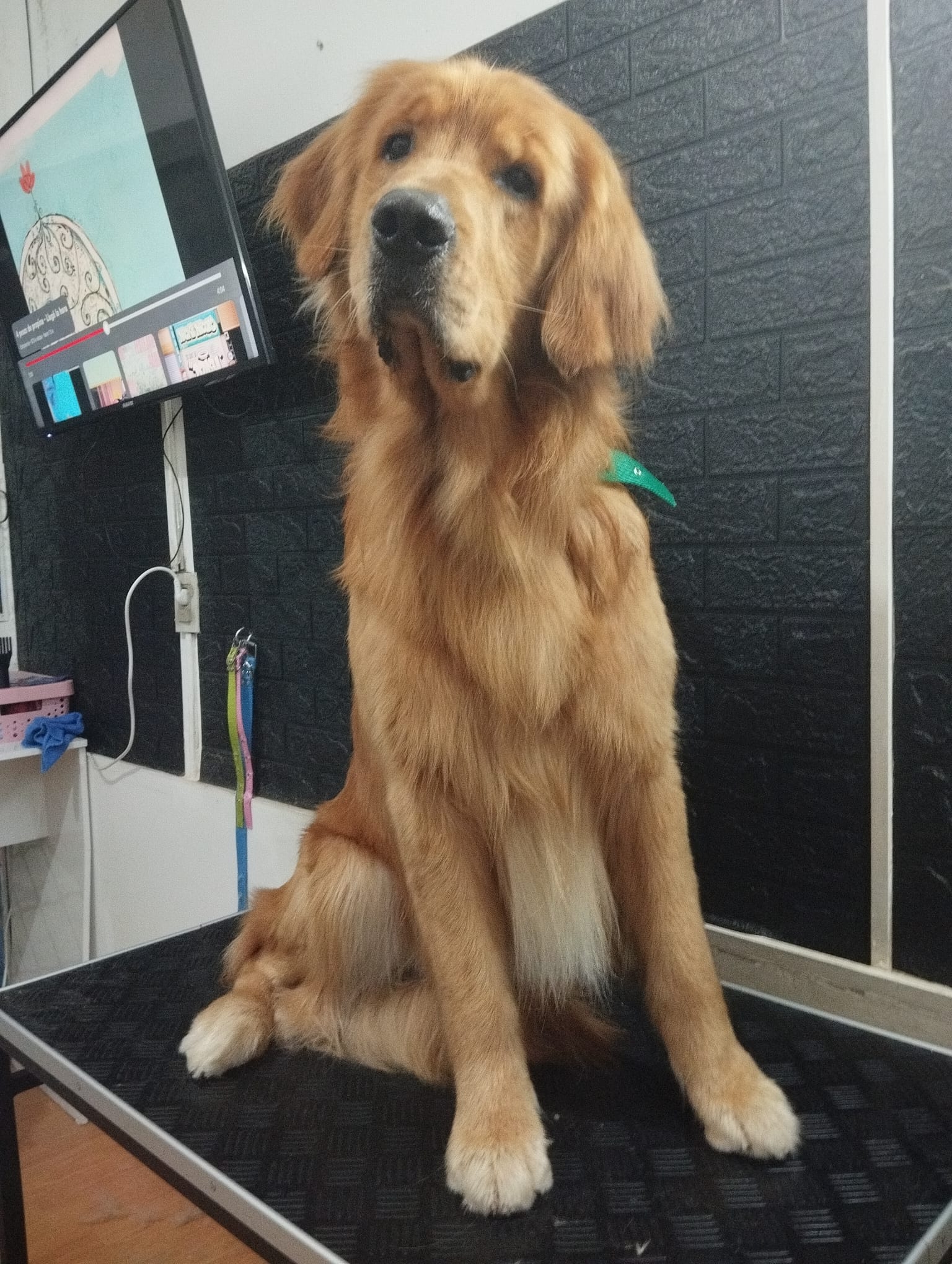 Trabajo realizado cuidado canino - Karitos Pets