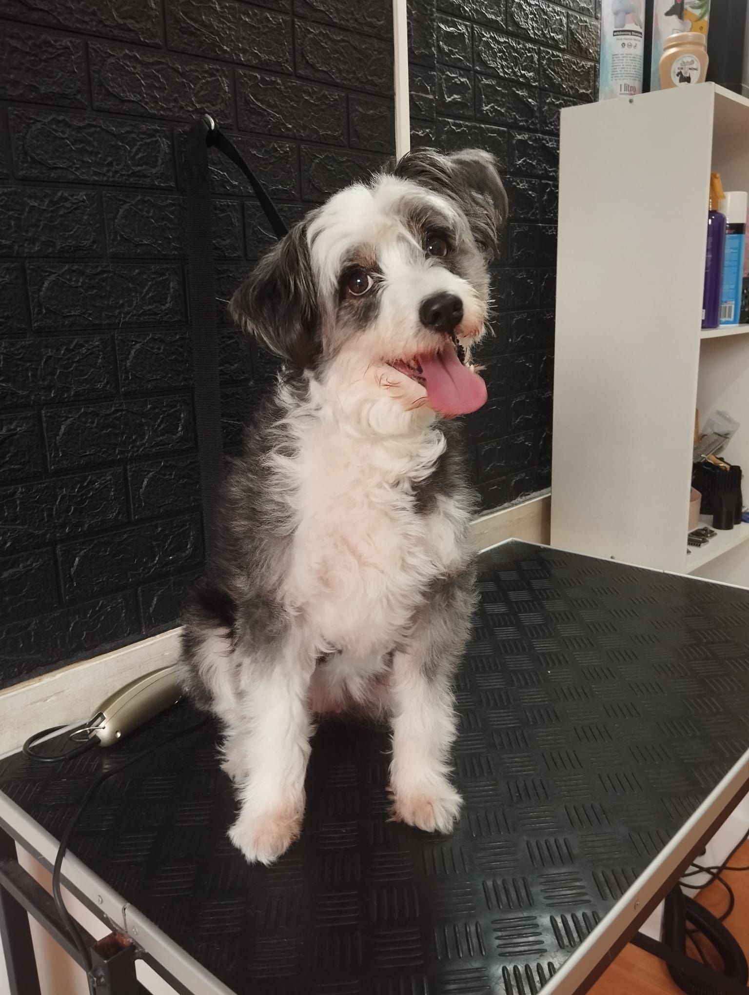 Trabajo realizado corte especializado - Karitos Pets