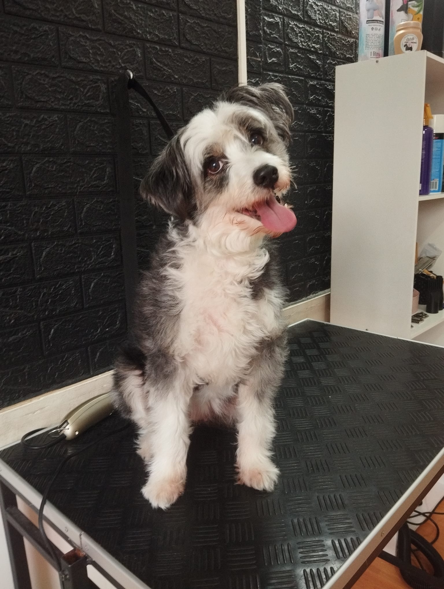 Trabajo realizado estética canina - Karitos Pets