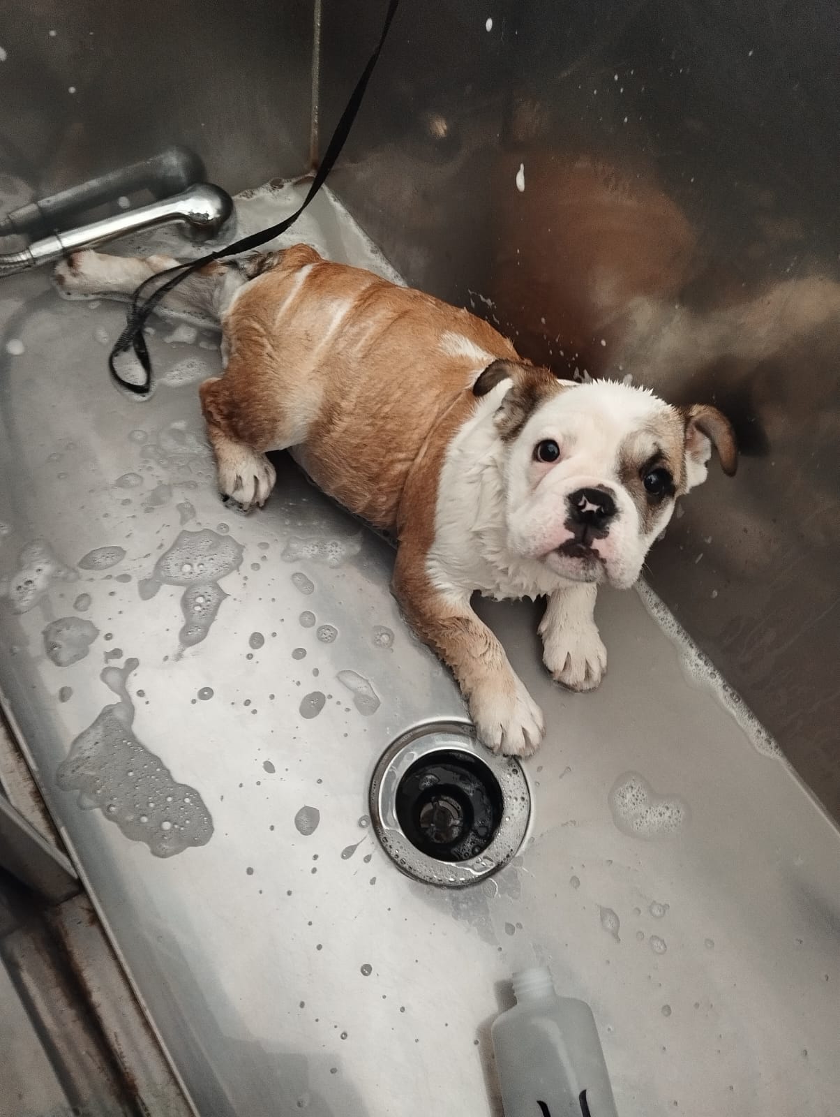 Trabajo realizado grooming - Karitos Pets
