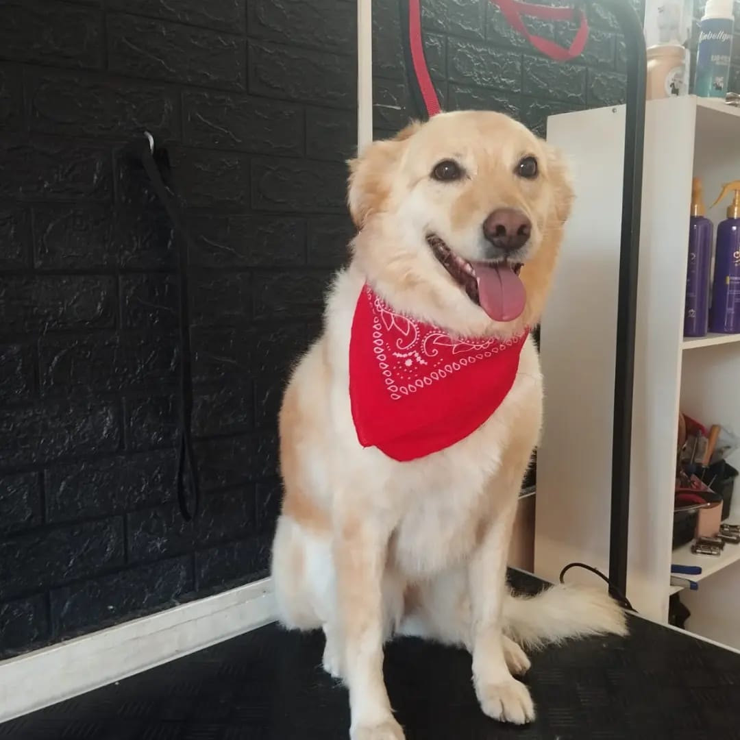 Trabajo realizado deslanado - Karitos Pets
