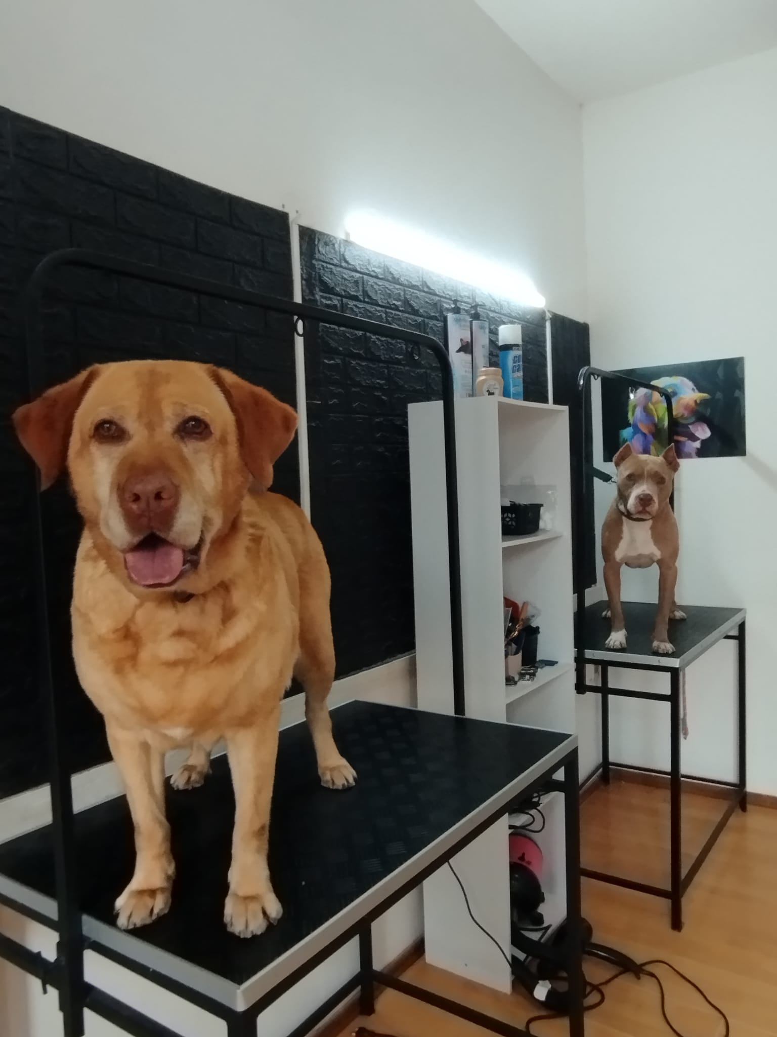 Trabajo realizado estética profesional - Karitos Pets