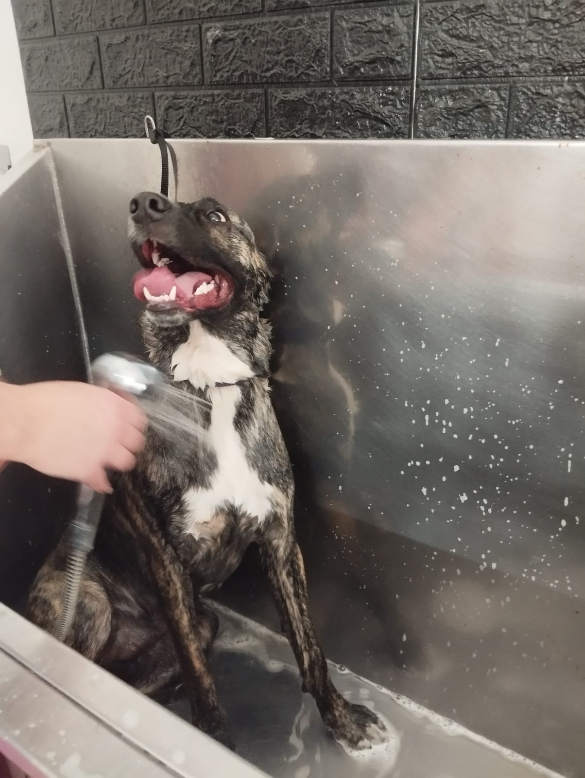 Trabajo realizado grooming canino - Karitos Pets