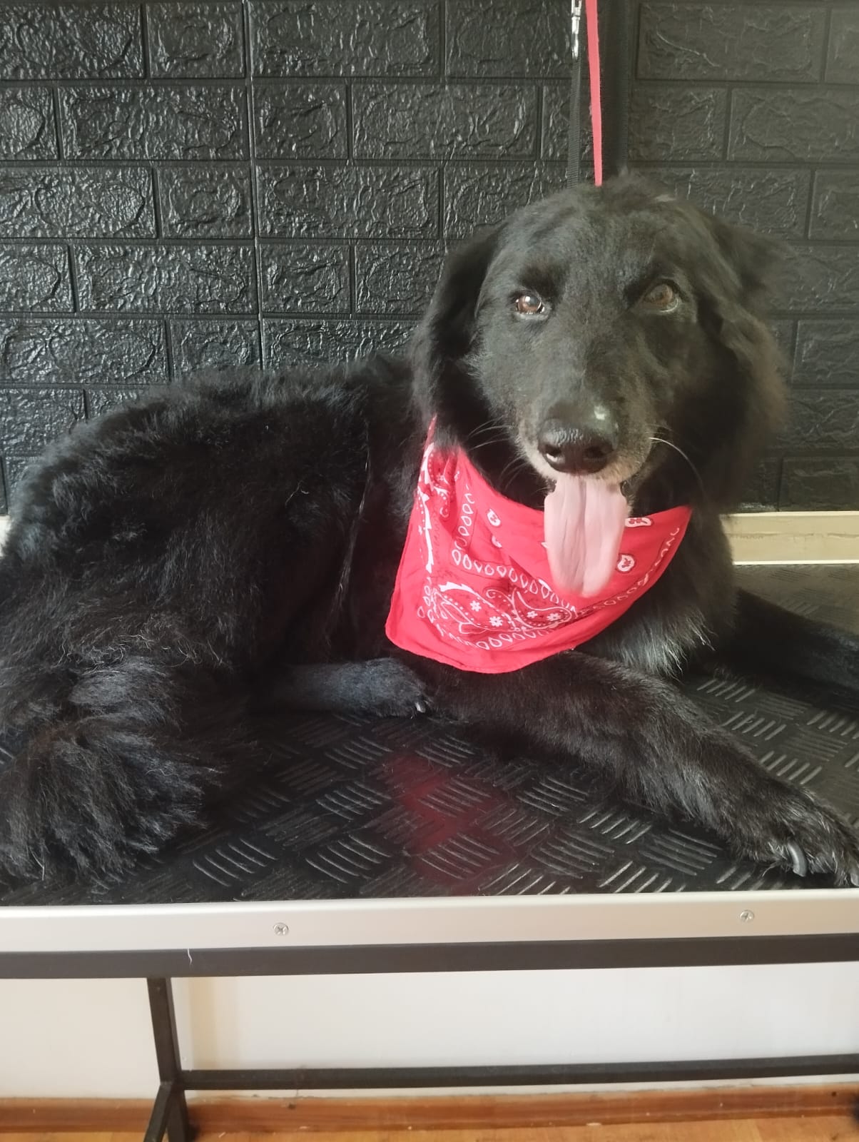 Trabajo realizado corte de raza - Karitos Pets