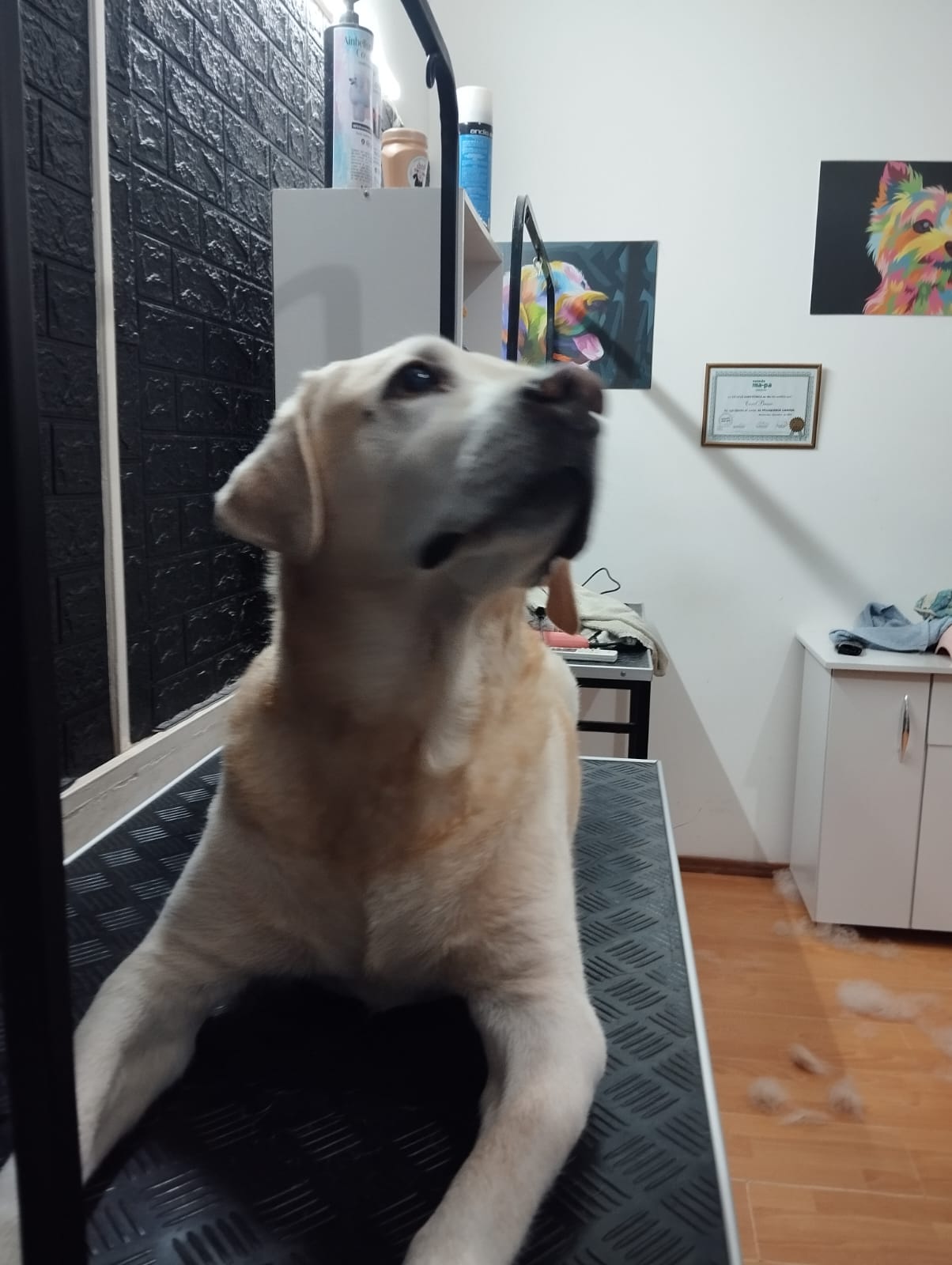 Trabajo realizado estética canina - Karitos Pets