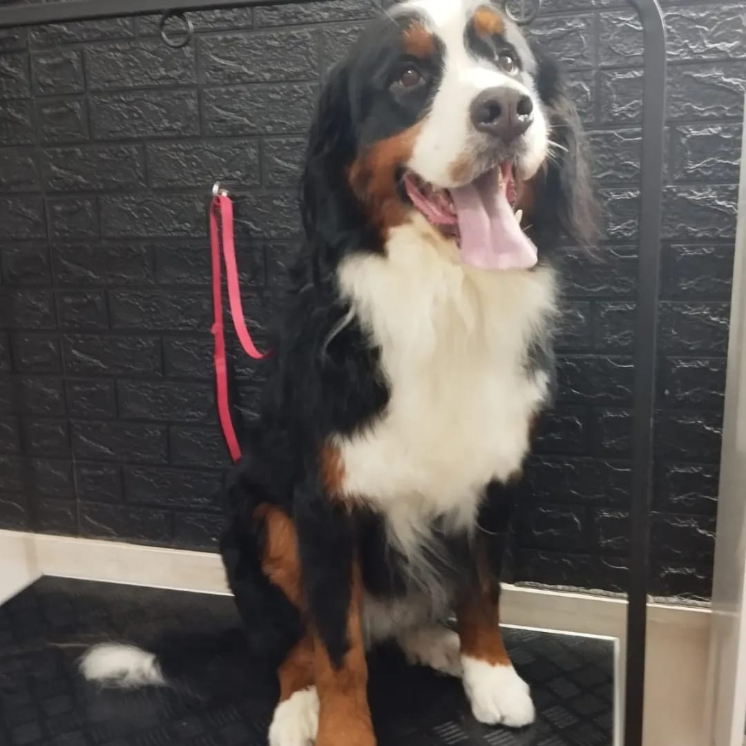 Trabajo realizado grooming profesional - Karitos Pets