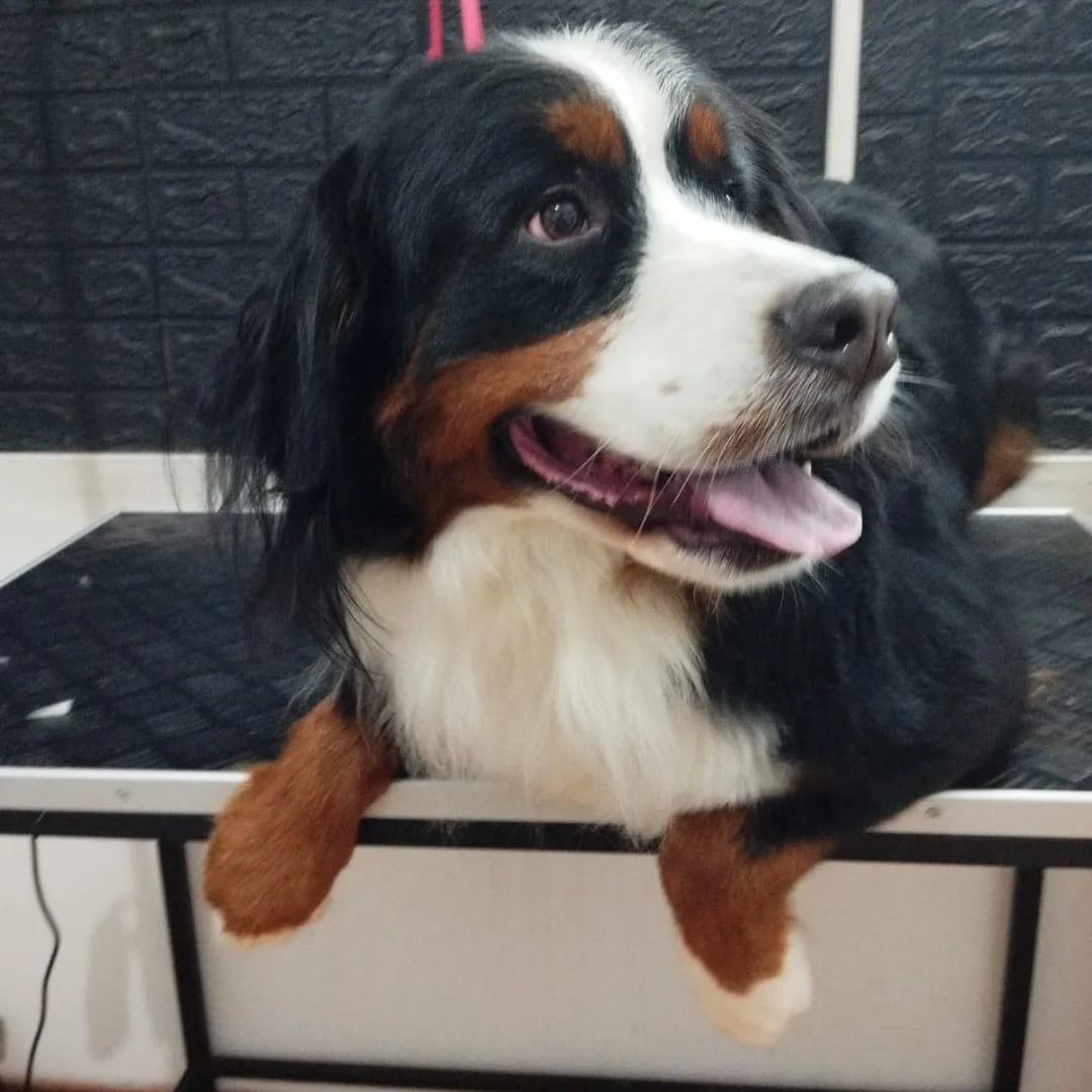 Trabajo realizado estética canina - Karitos Pets