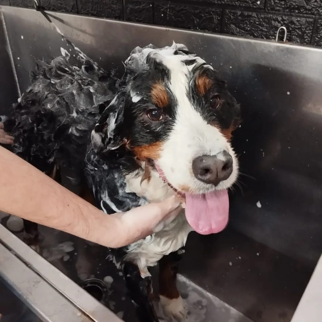Trabajo realizado estética canina - Karitos Pets