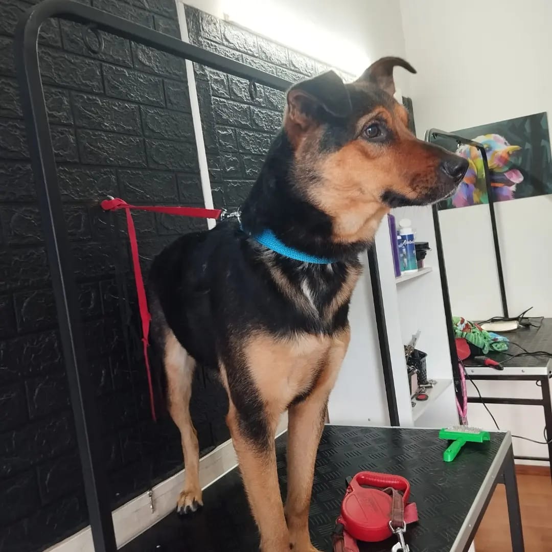 Trabajo realizado estética canina - Karitos Pets