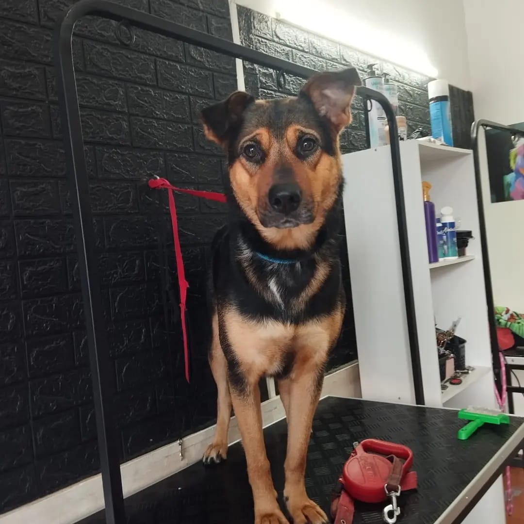 Trabajo realizado estética canina - Karitos Pets