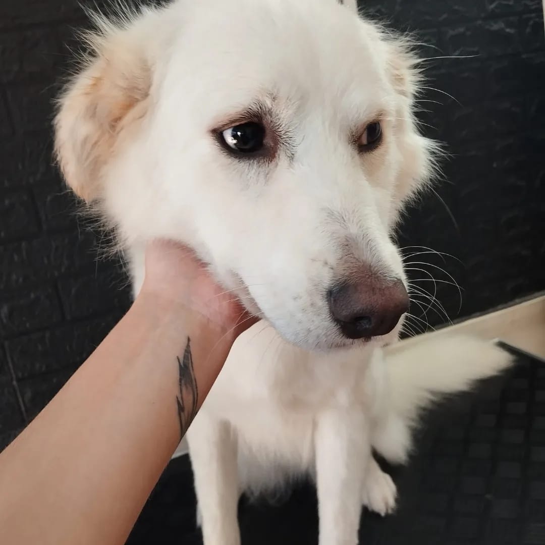 Trabajo realizado estética canina - Karitos Pets