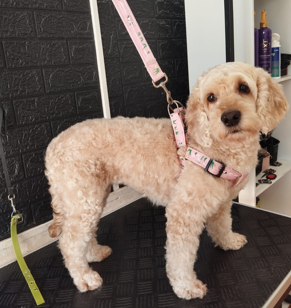 Trabajo realizado estética canina - Karitos Pets