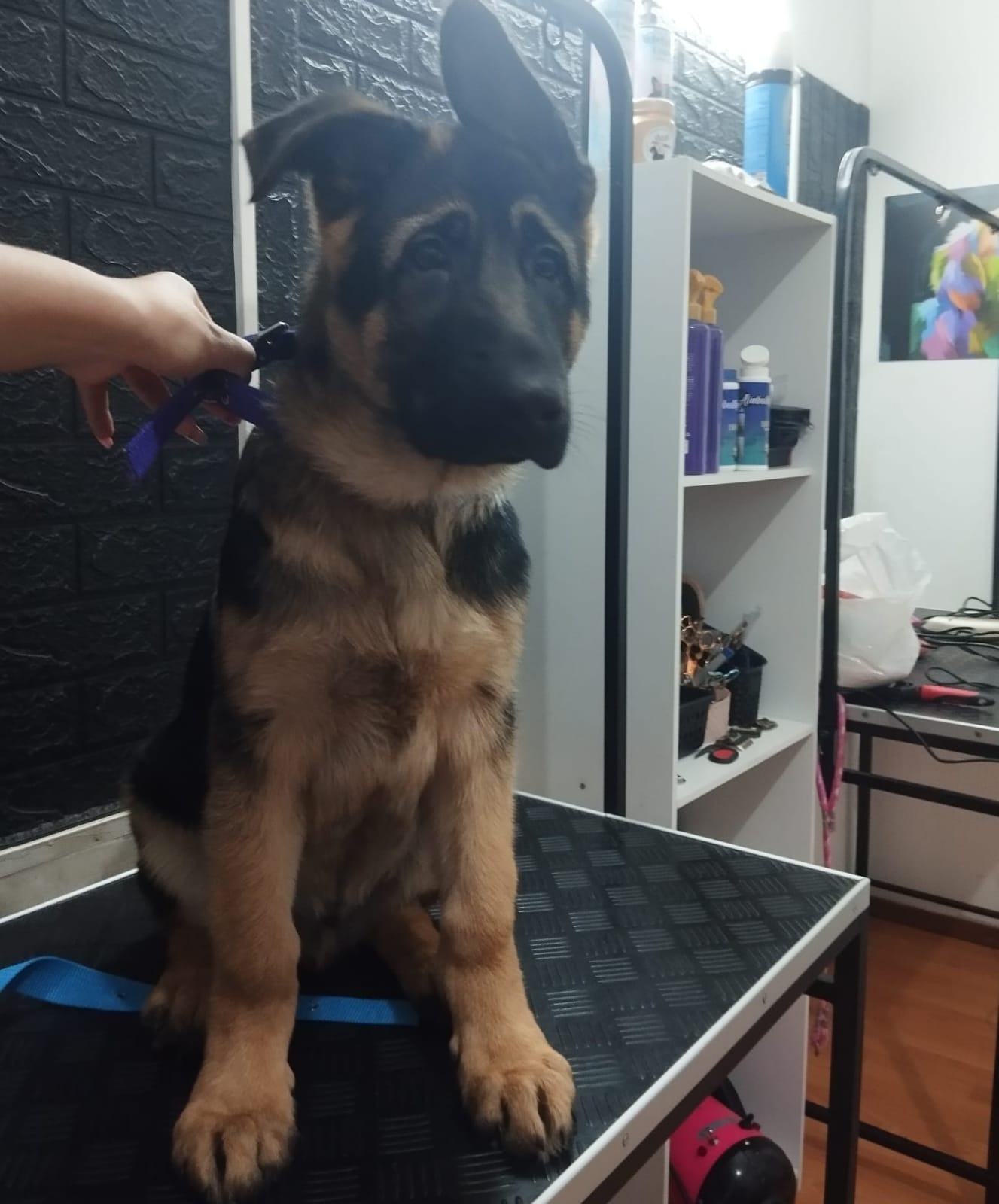 Trabajo realizado estética canina - Karitos Pets