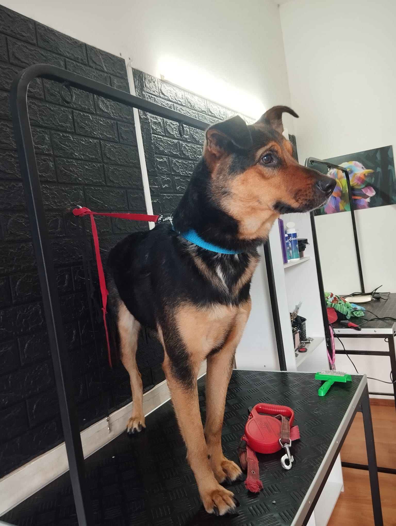 Trabajo realizado estética canina - Karitos Pets