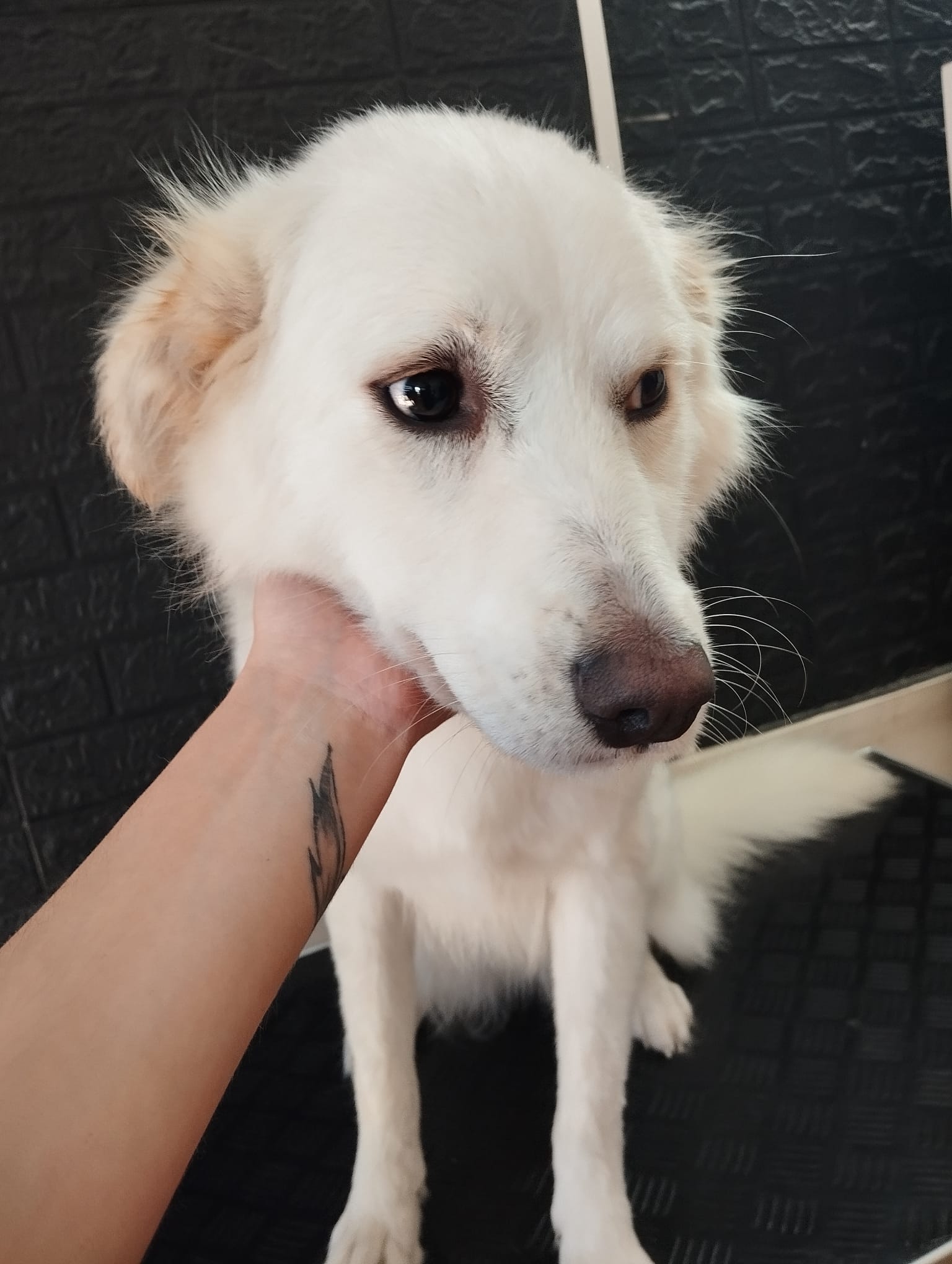 Trabajo realizado estética canina - Karitos Pets