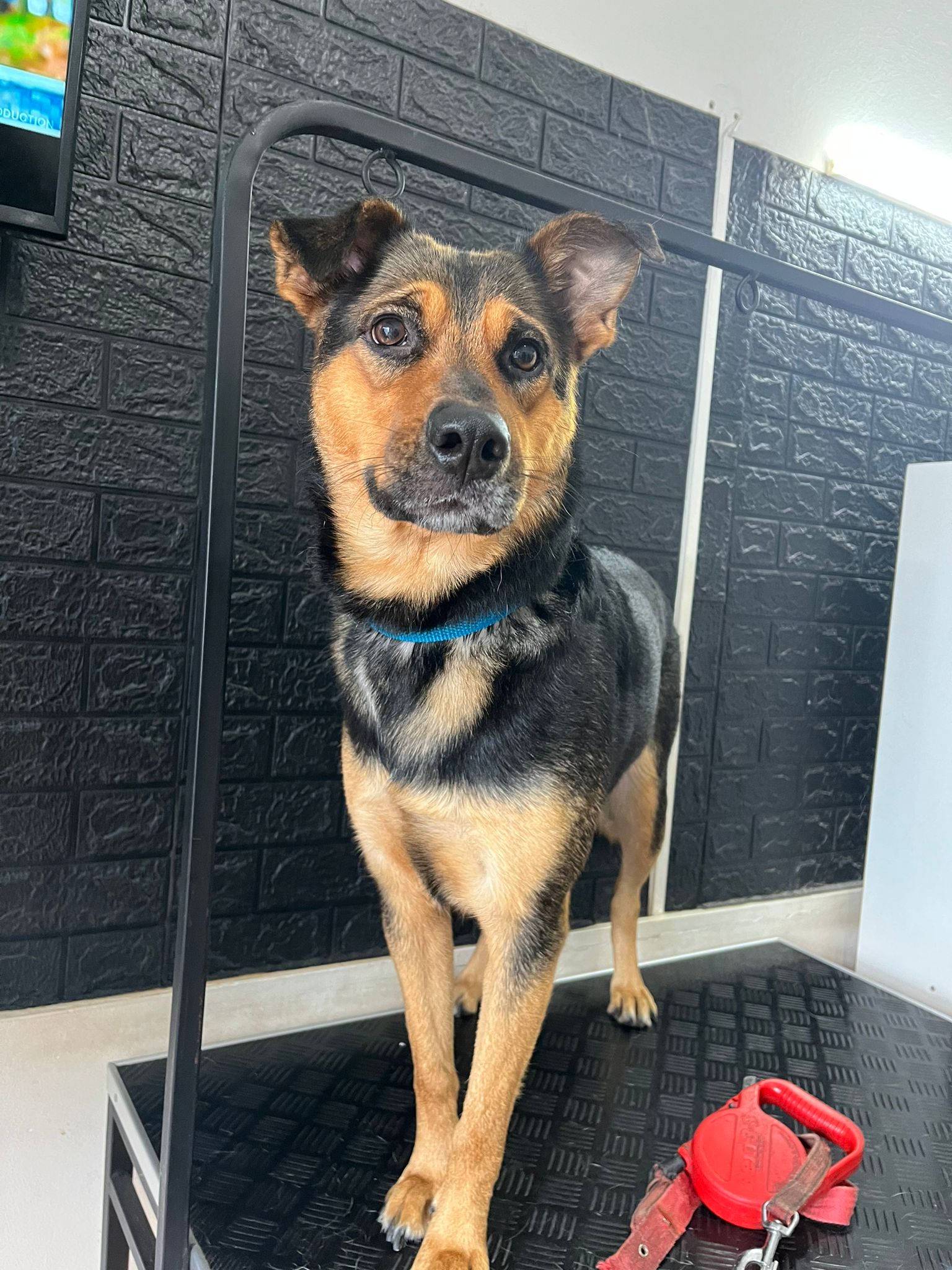 Trabajo realizado estética canina - Karitos Pets