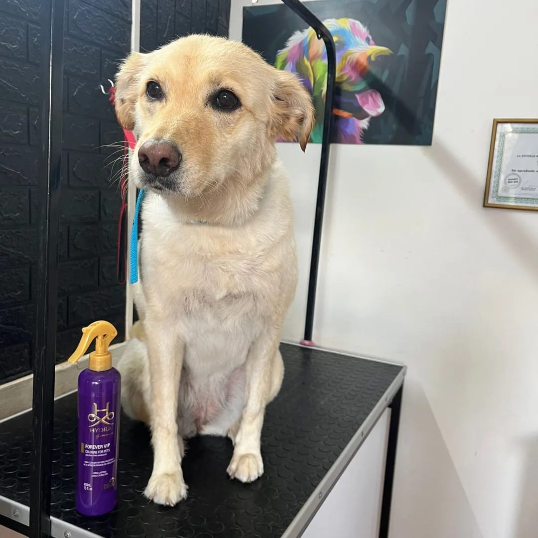 Trabajo realizado estética canina - Karitos Pets