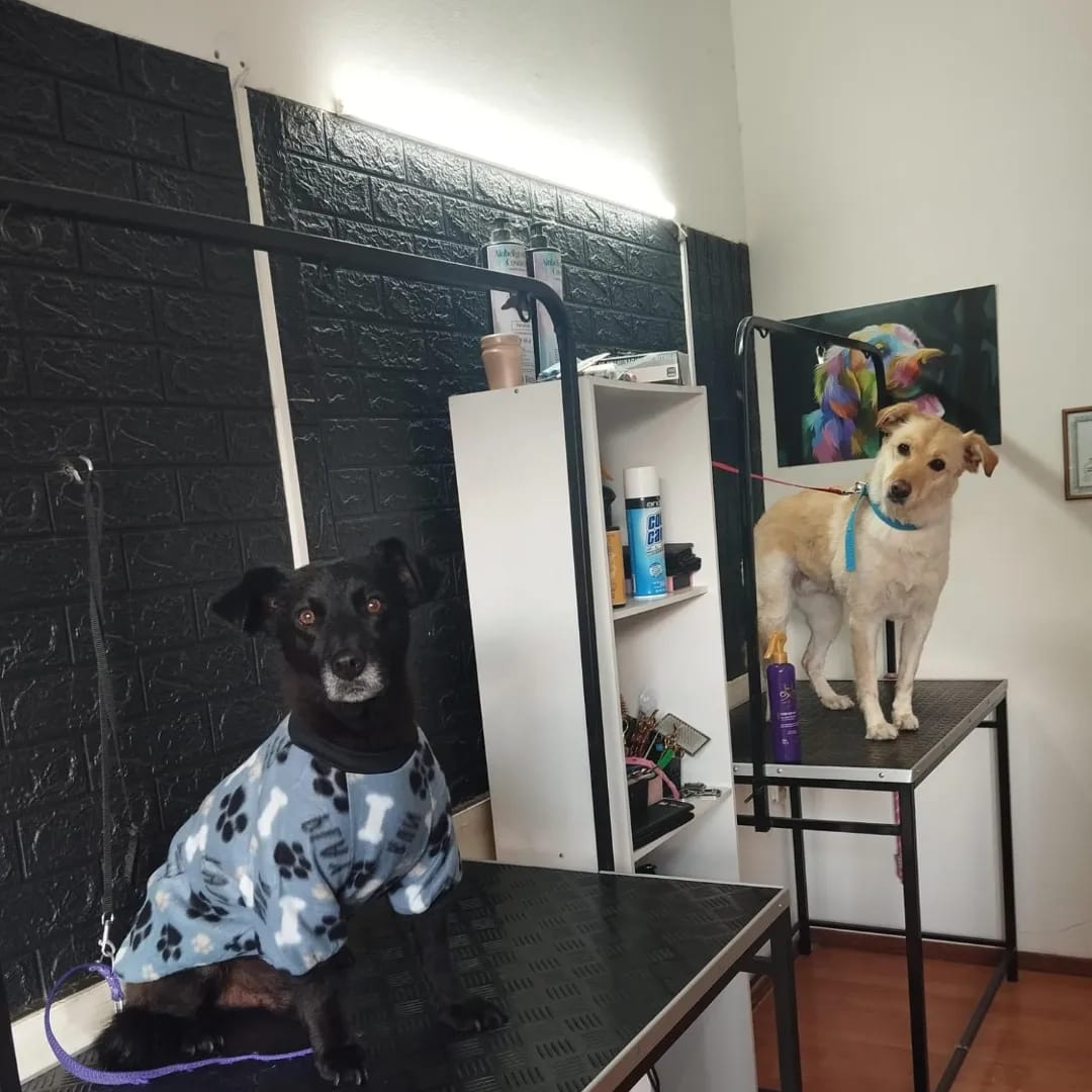 Trabajo realizado estética canina - Karitos Pets