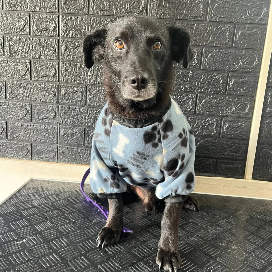 Trabajo realizado estética canina - Karitos Pets